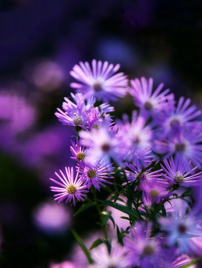 一抹浪漫的紫色荷兰菊(首发)
