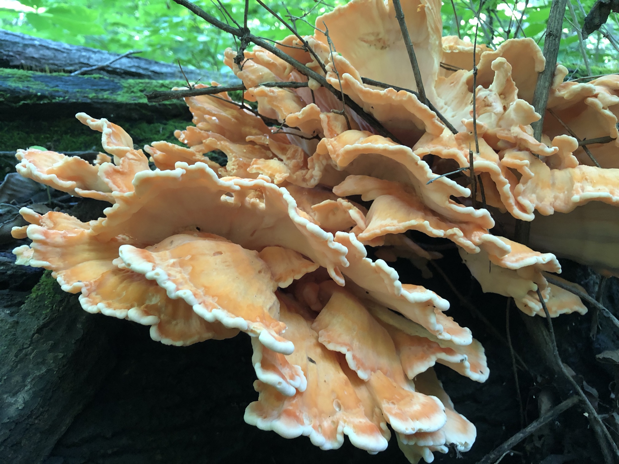 山野风一一树鸡蘑