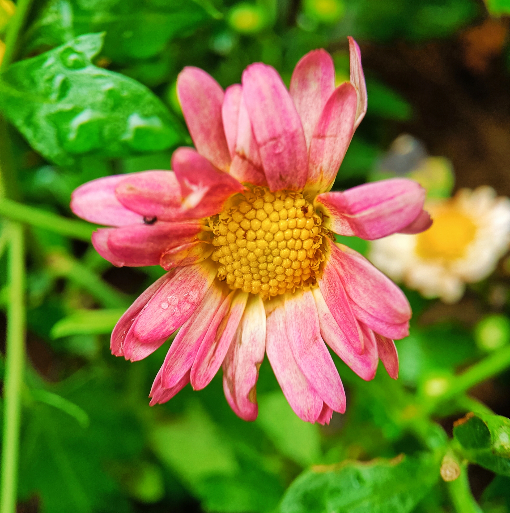 小菊花 首发