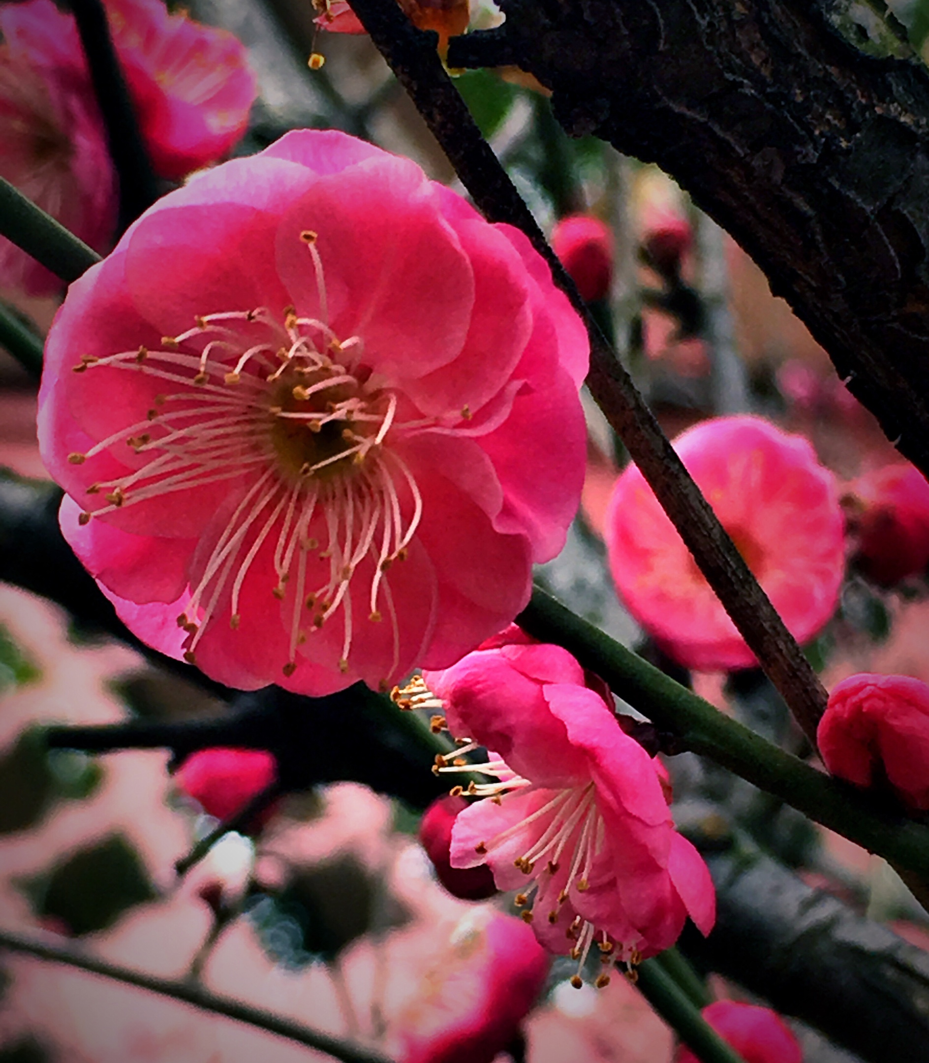 红梅迎春摄于回溪公园手机版