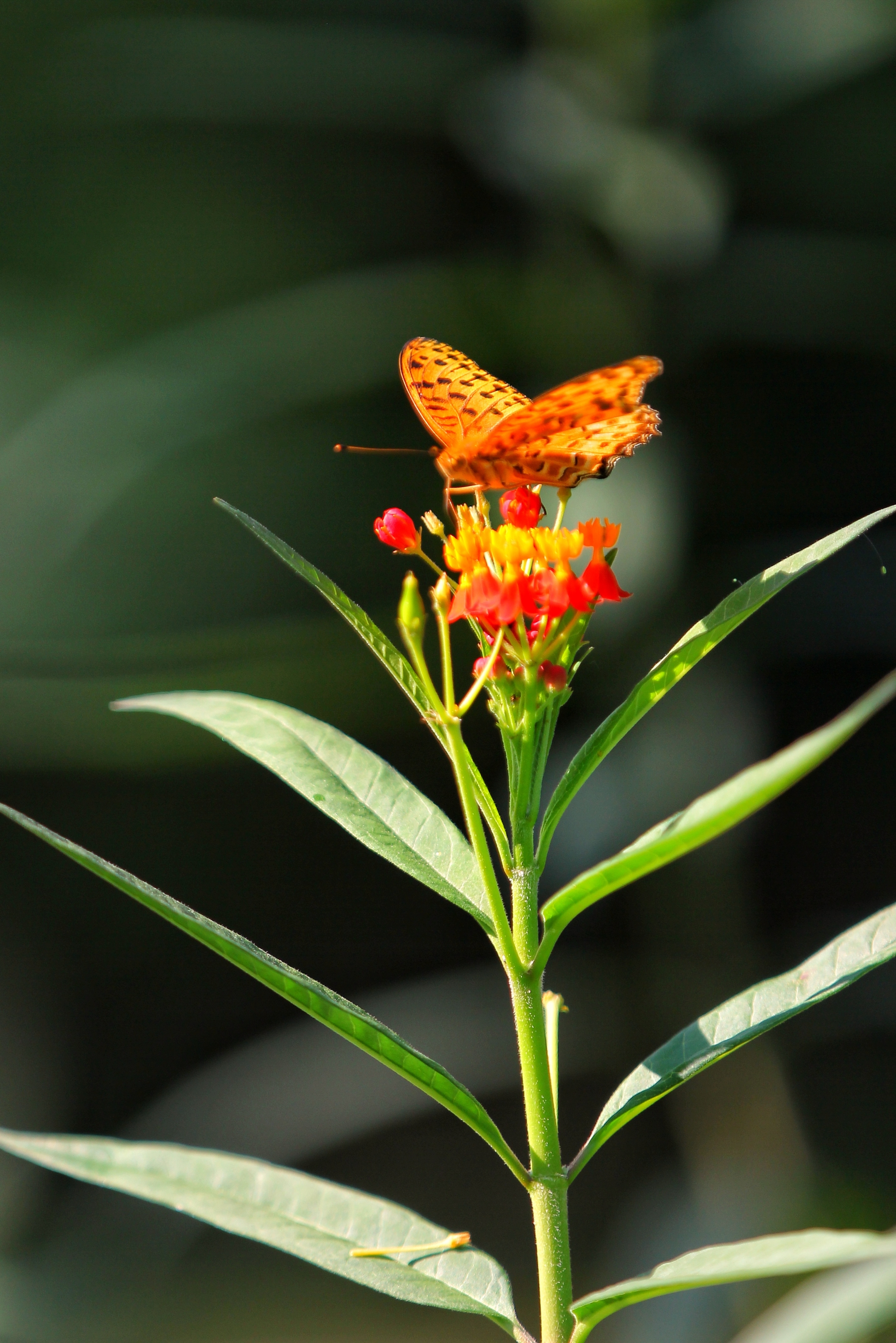 蝴蝶恋上花的美(2一2)