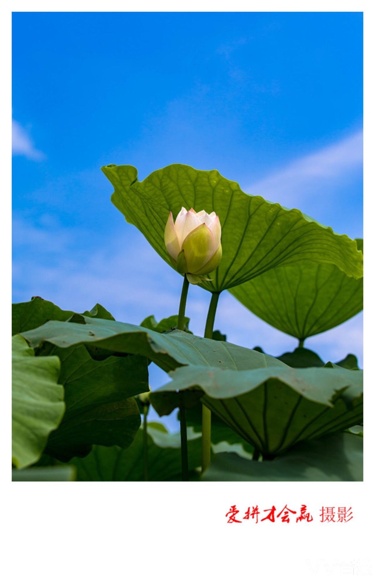 荷香飘浩宇,蕊丽荡清风