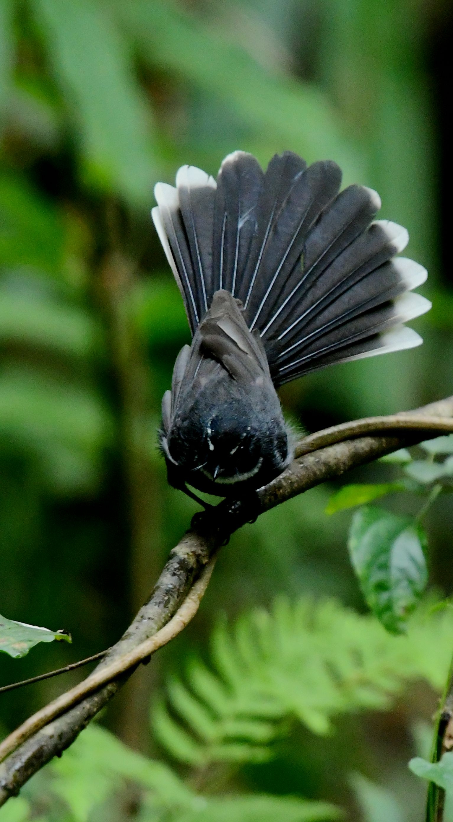 白喉扇尾鶲【首发】