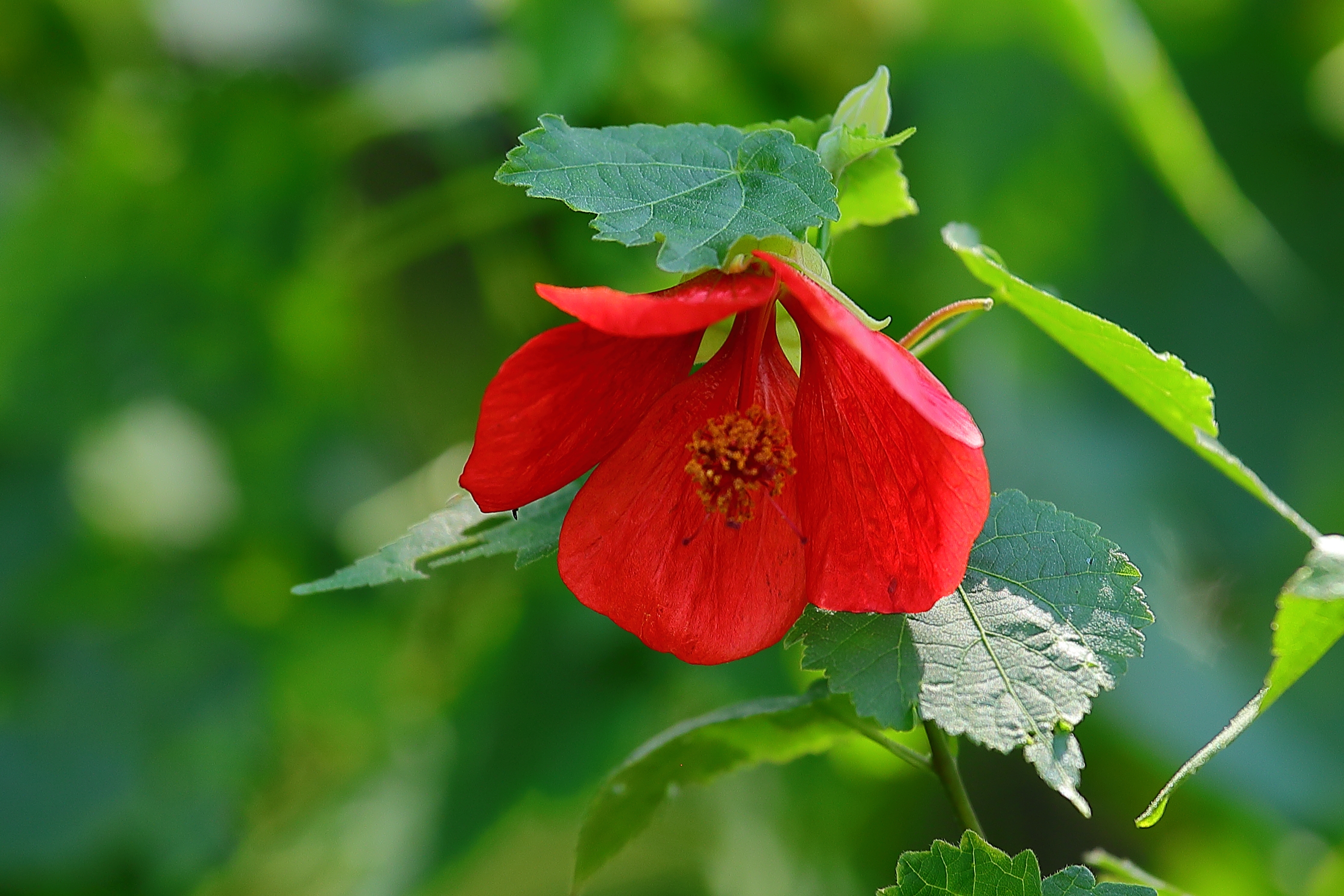 【首发】火红的箭叶秋葵