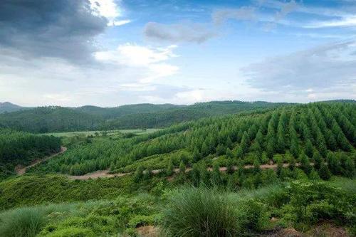 人工林图片来源网络上