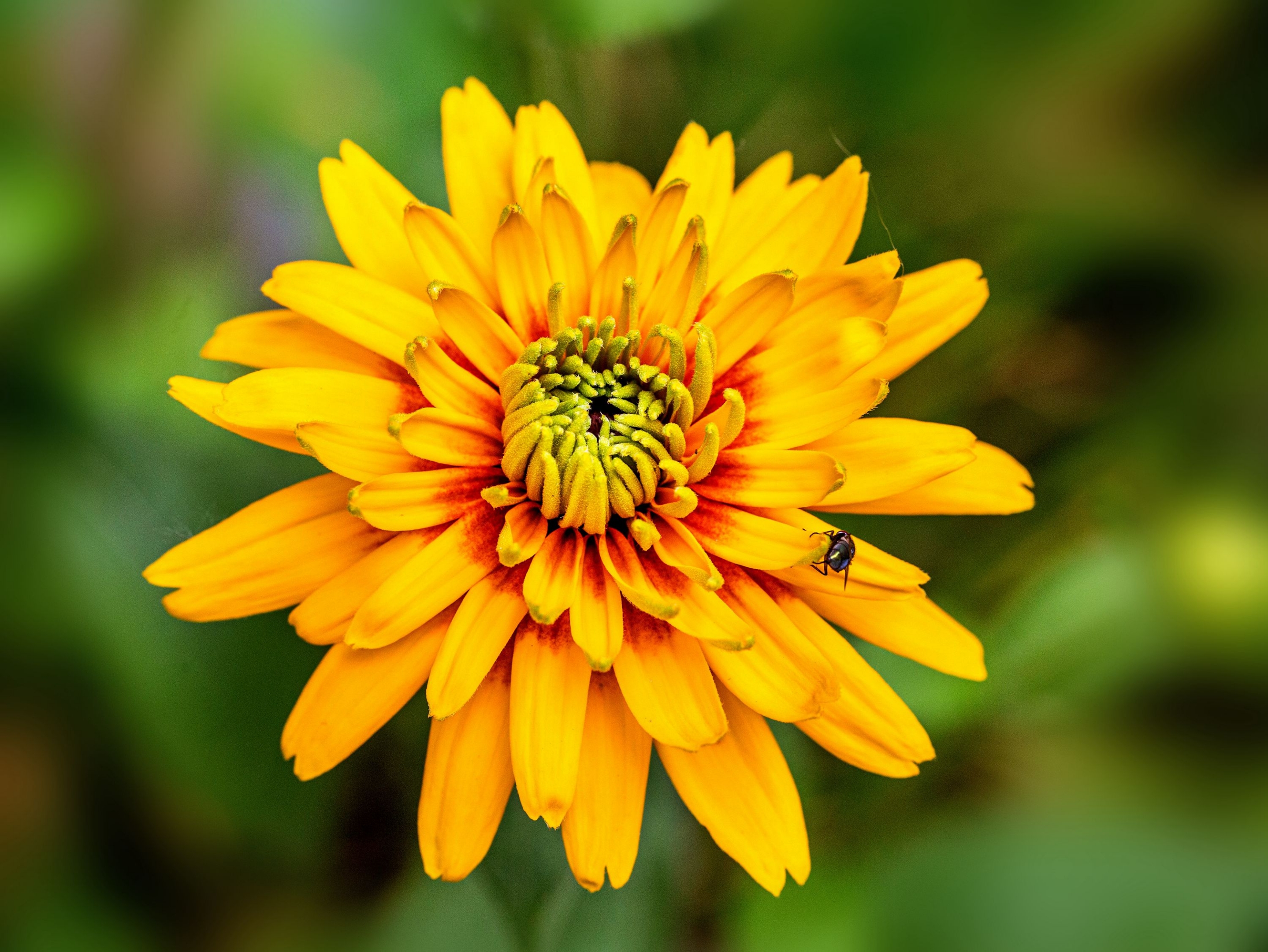 【首发】美丽的毛叶金光菊4