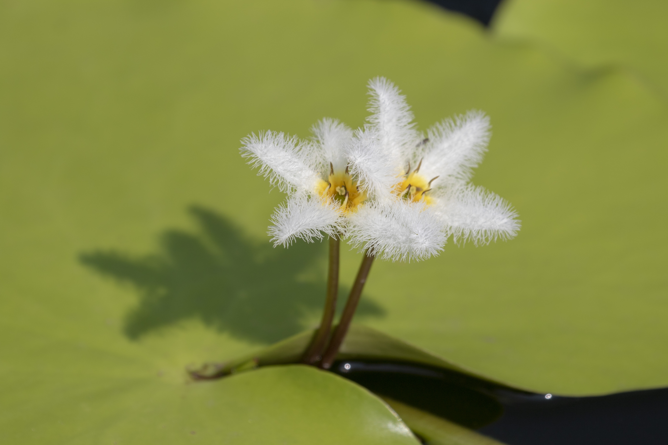 【首发】金银莲花(4)
