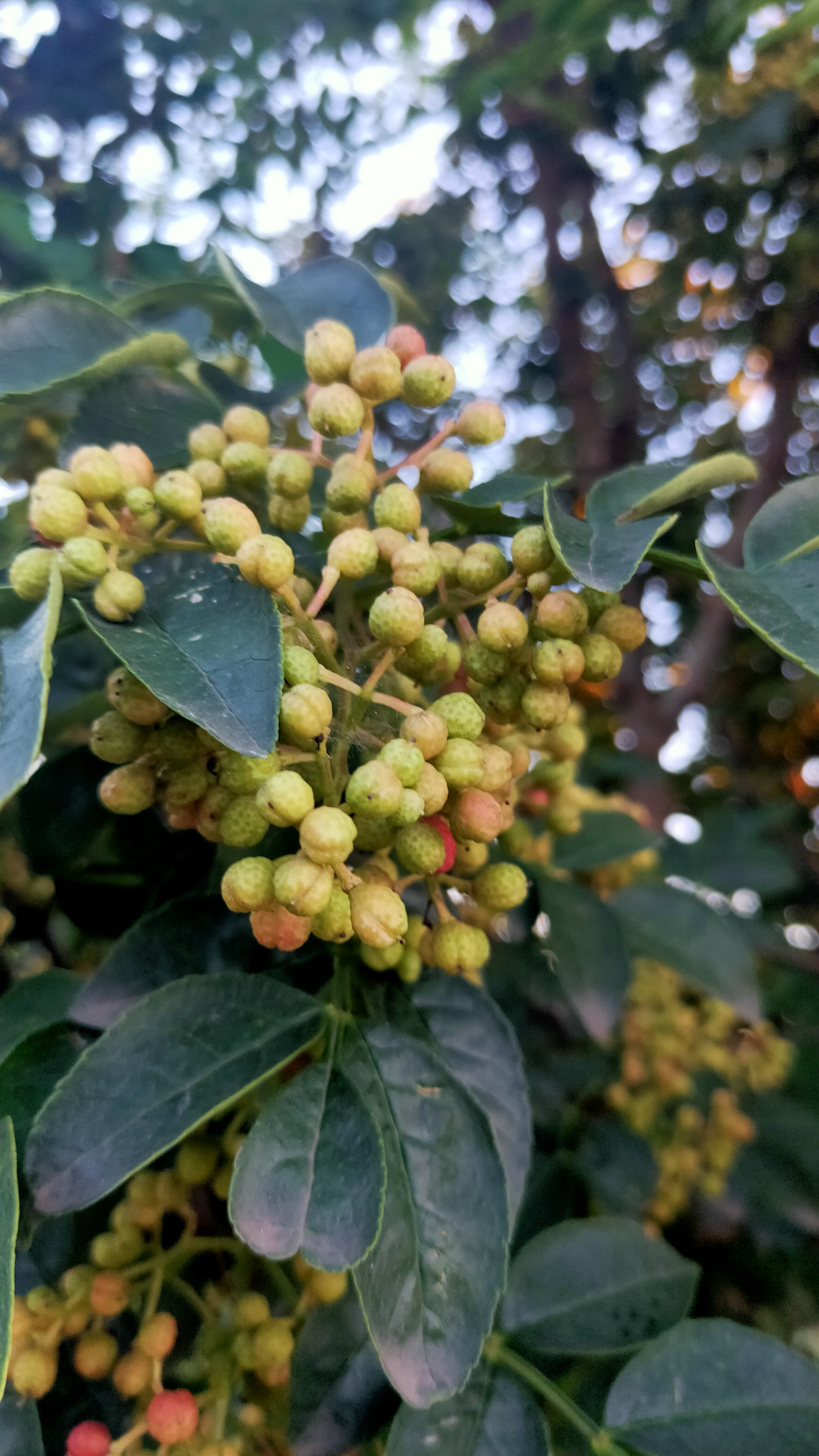 花椒红了【首发】
