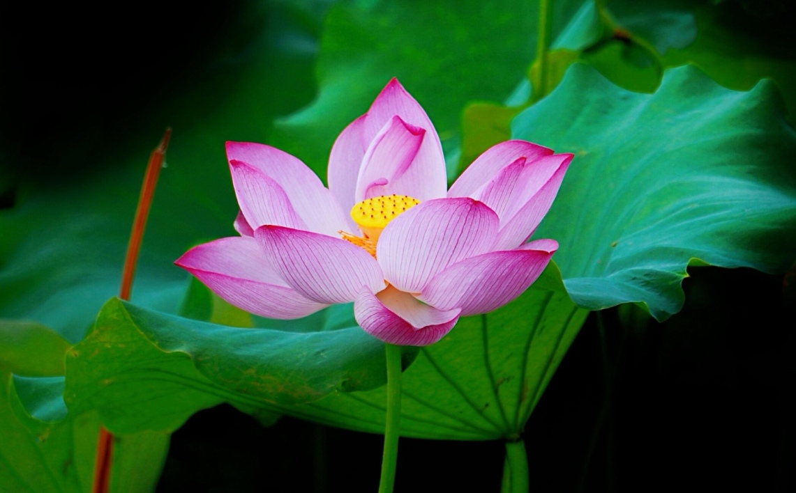 圣洁之花---莲花.