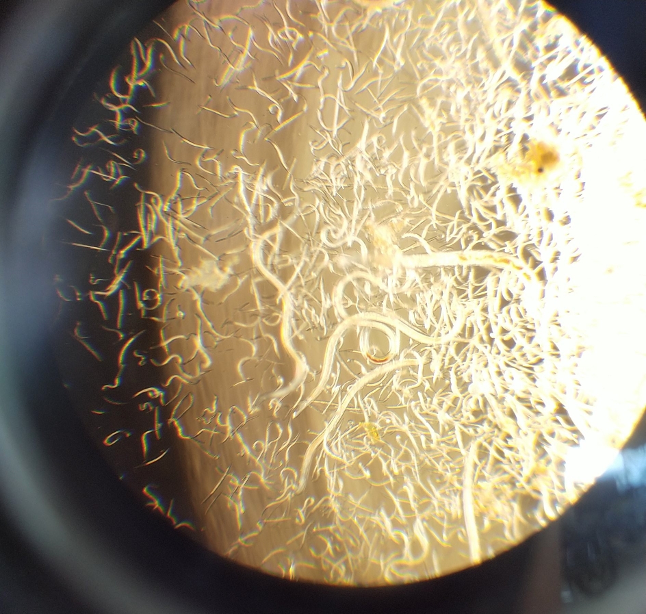 人参果根结线虫的危害好多种植户还不知道现在预防为时不晚