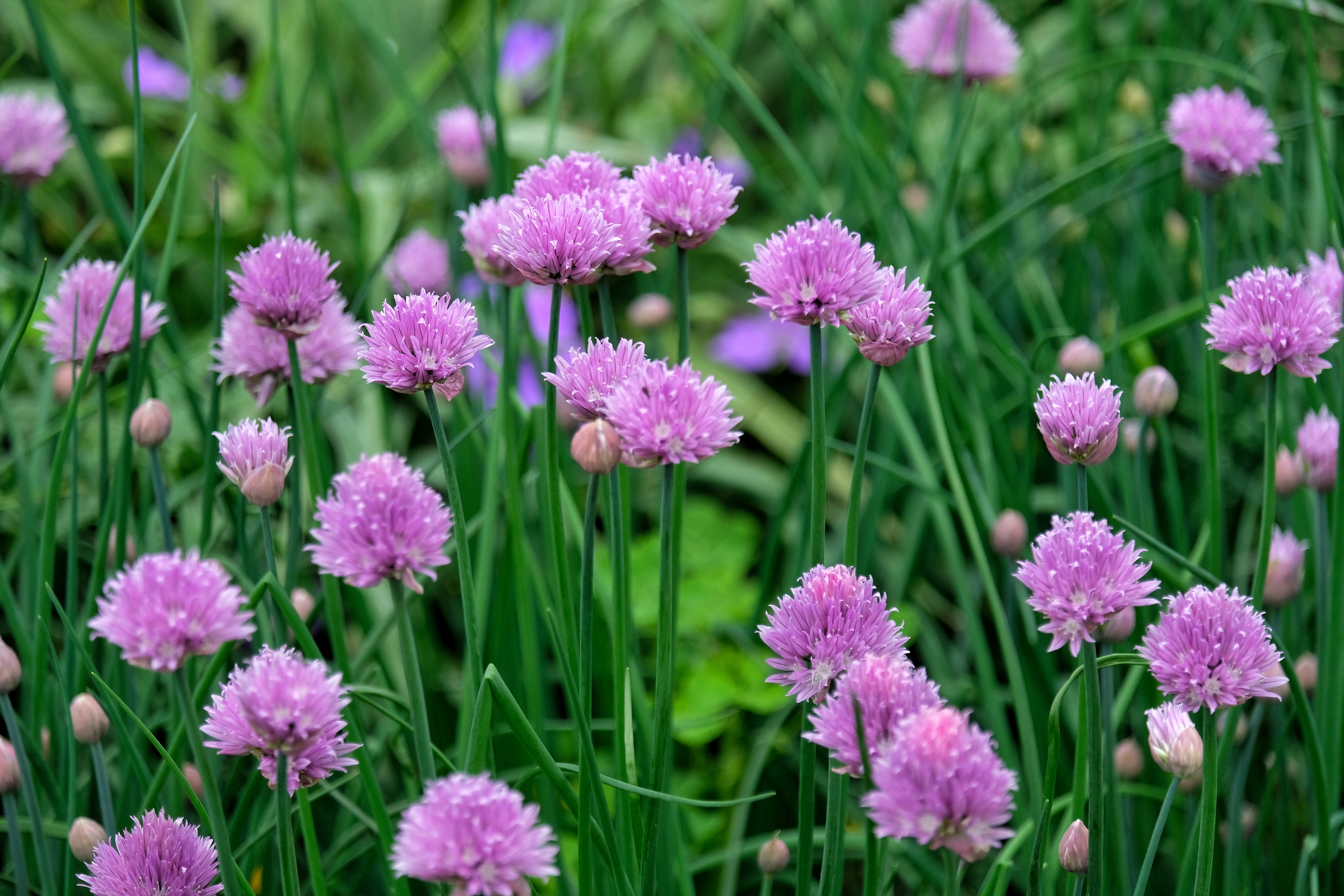 大葱花1【vv首发】