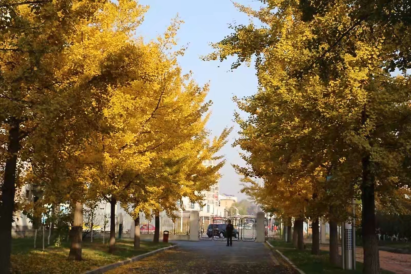 也有数个银杏基地,每当十月末十一月初,丹东的银杏景观吸引了省内外