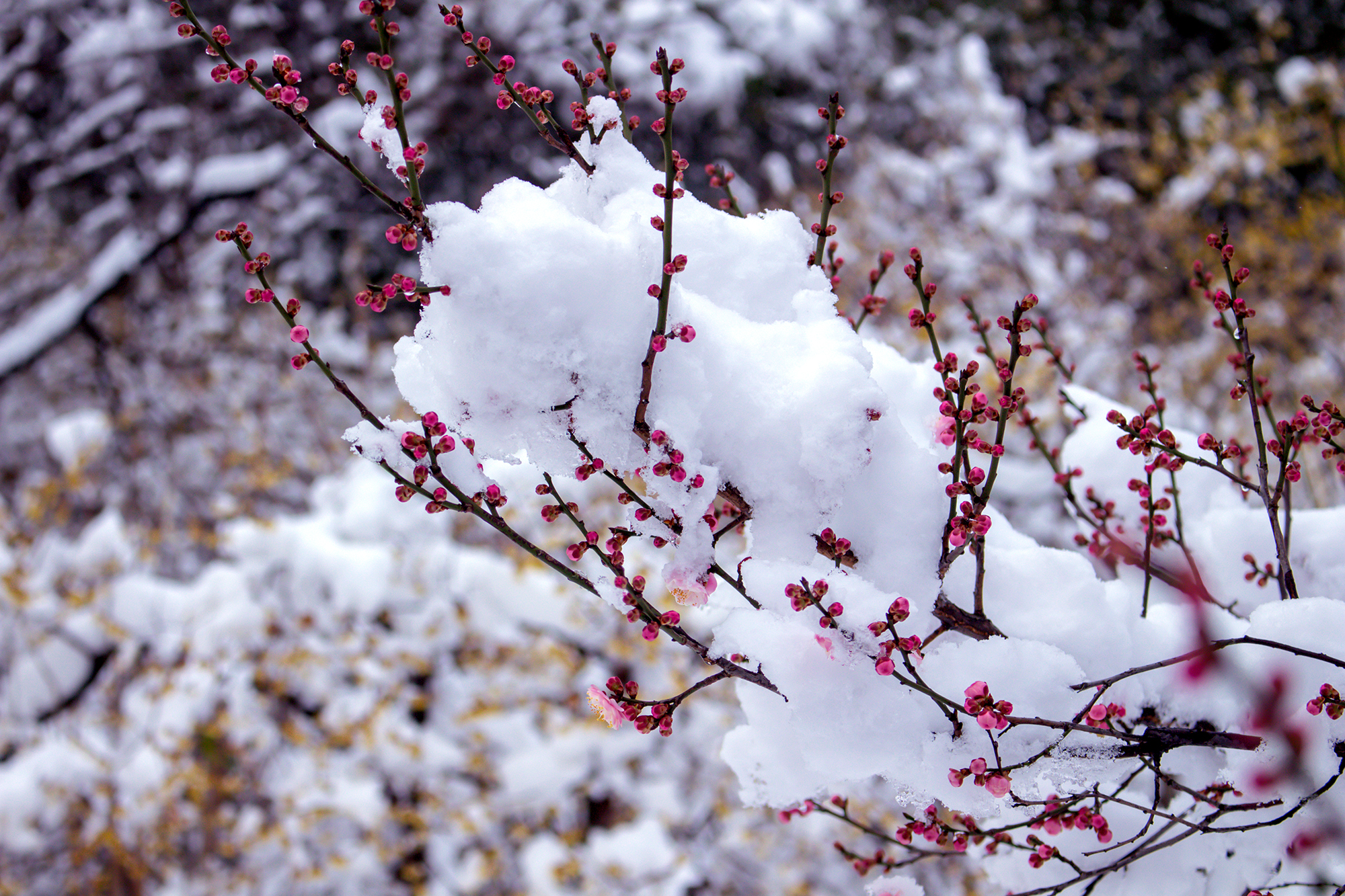 雪中梅(首发)