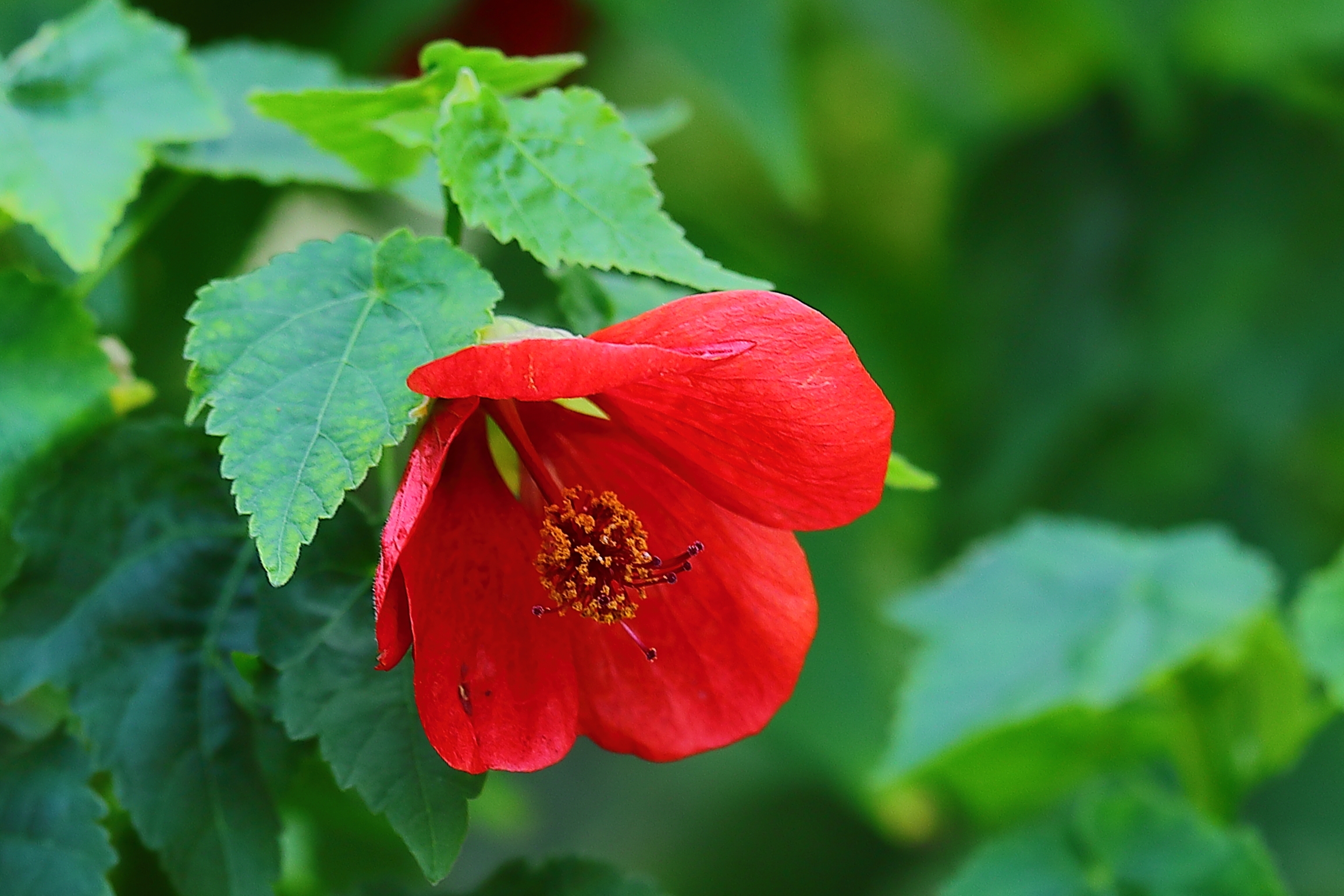 【首发】火红的箭叶秋葵