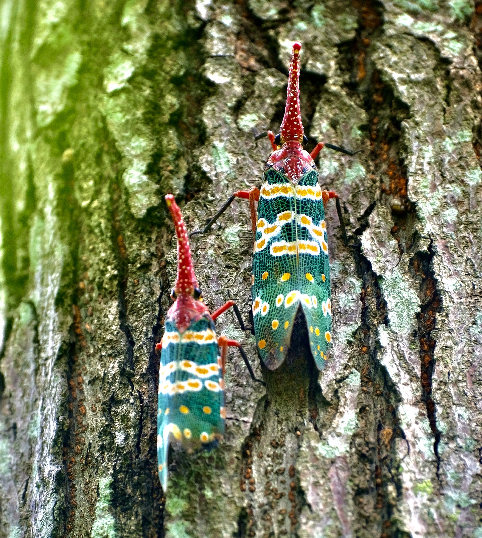 【首发】爬树的象鼻虫