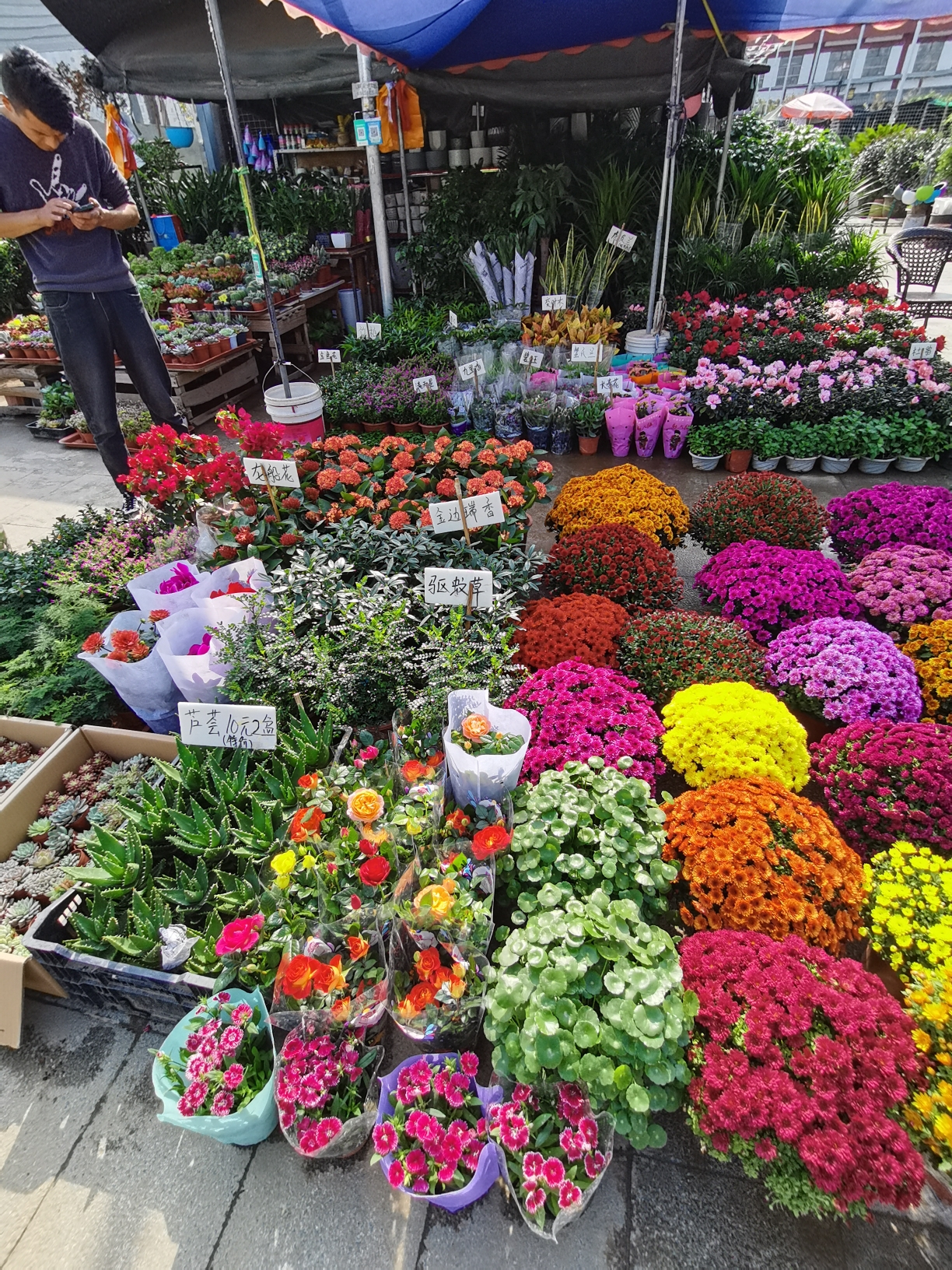 西安市长乐花卉市场掠影