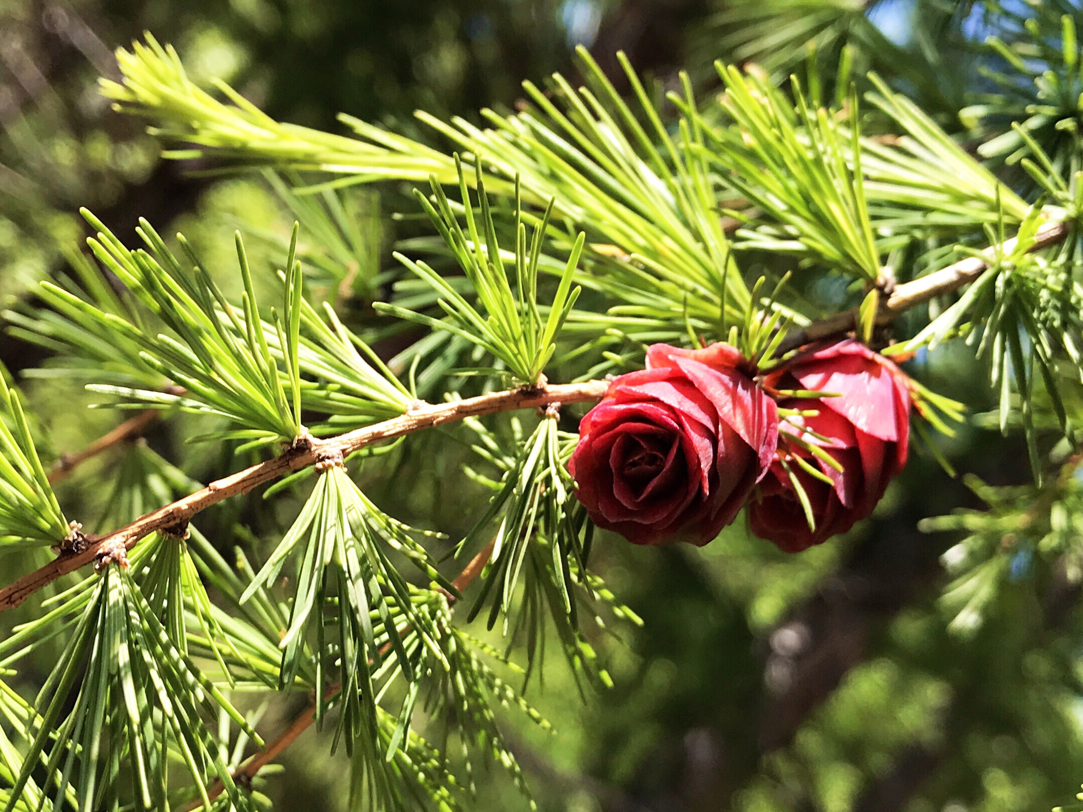 2018东三省游记 之一, 哈尔滨,漠河北极村