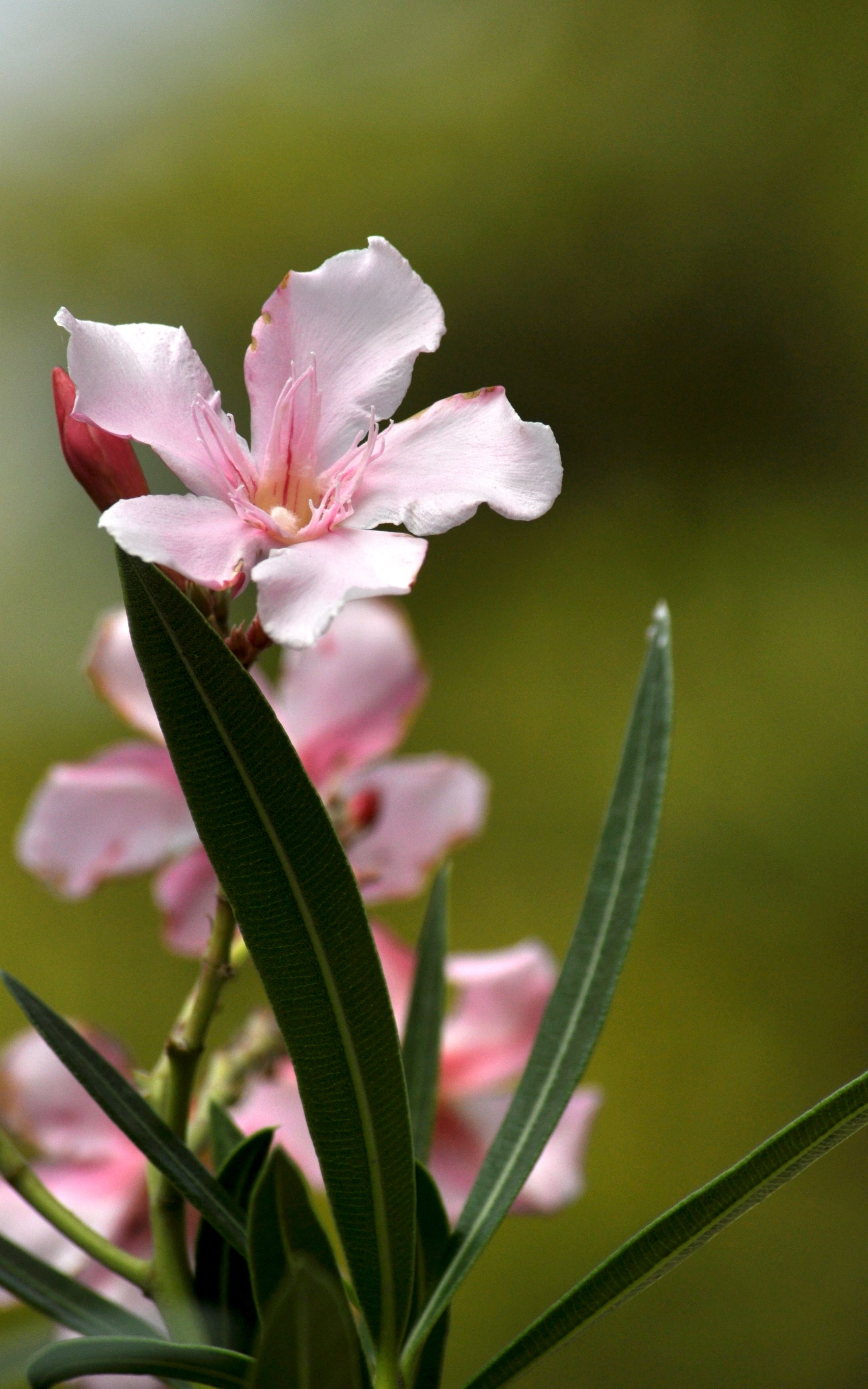 夹竹桃花(原创首发)