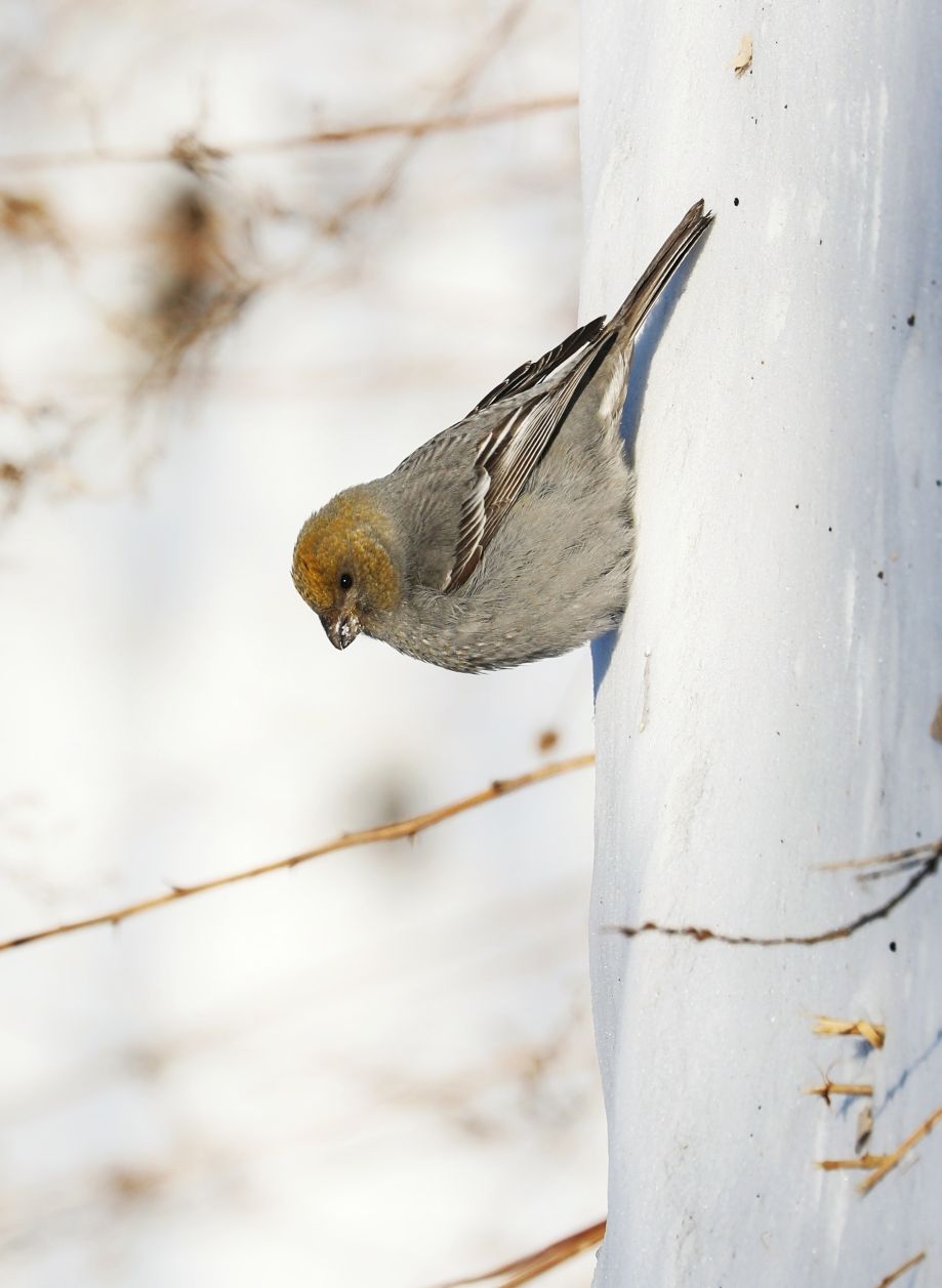 呆头呆脑的灵鸟一一松雀