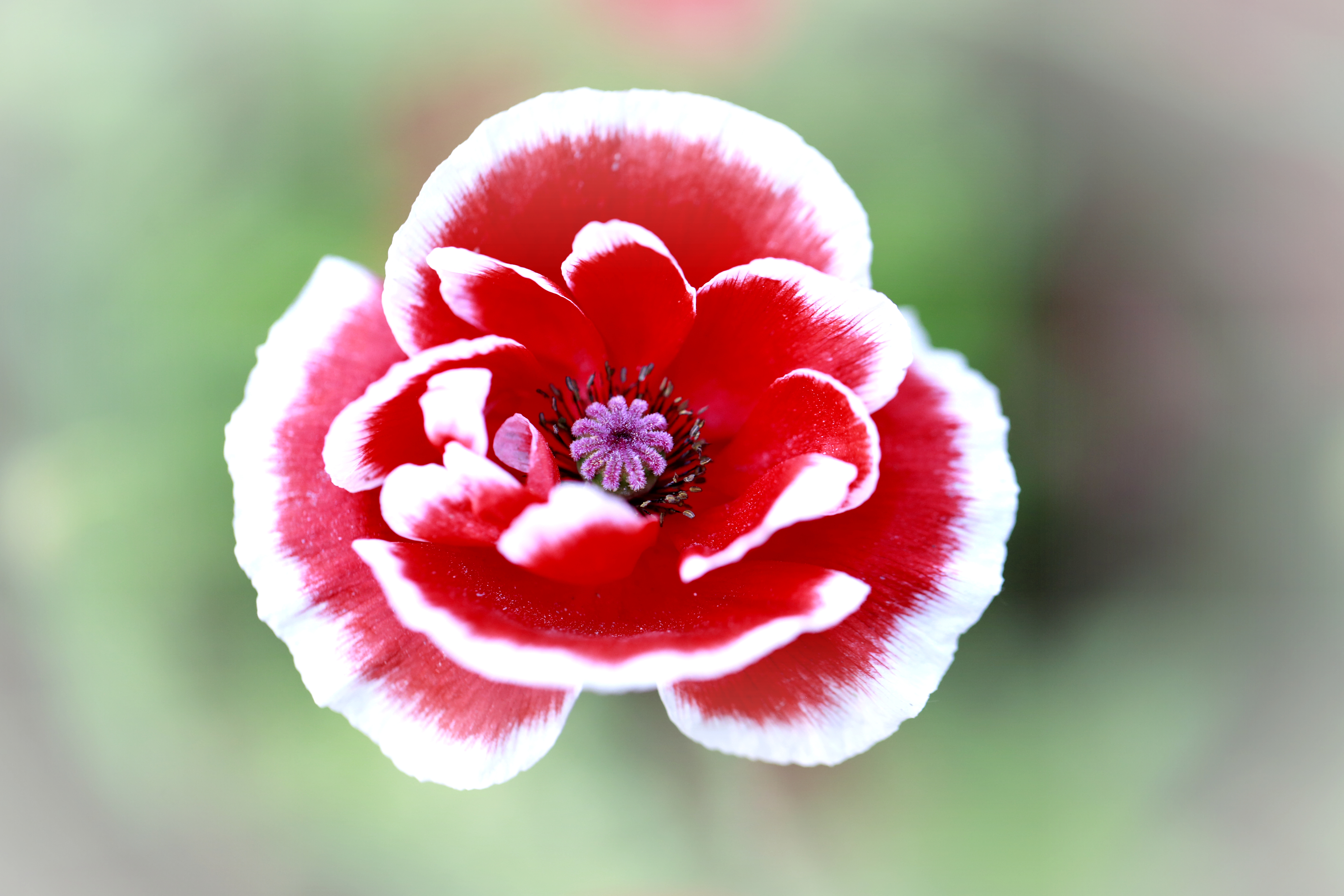 虞美人献给母亲节的花