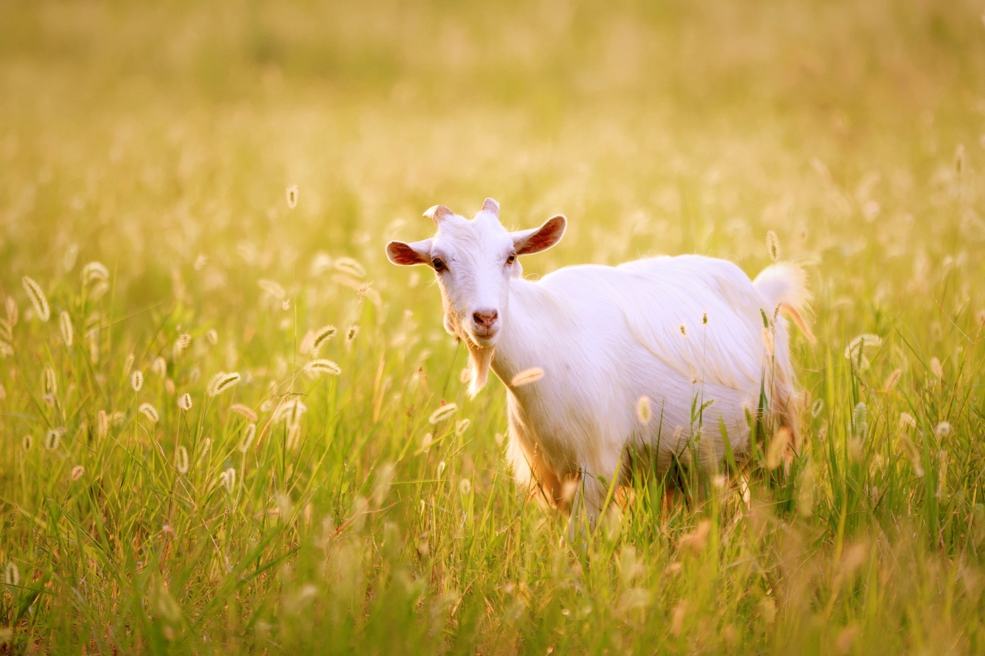 【首发】牧羊曲