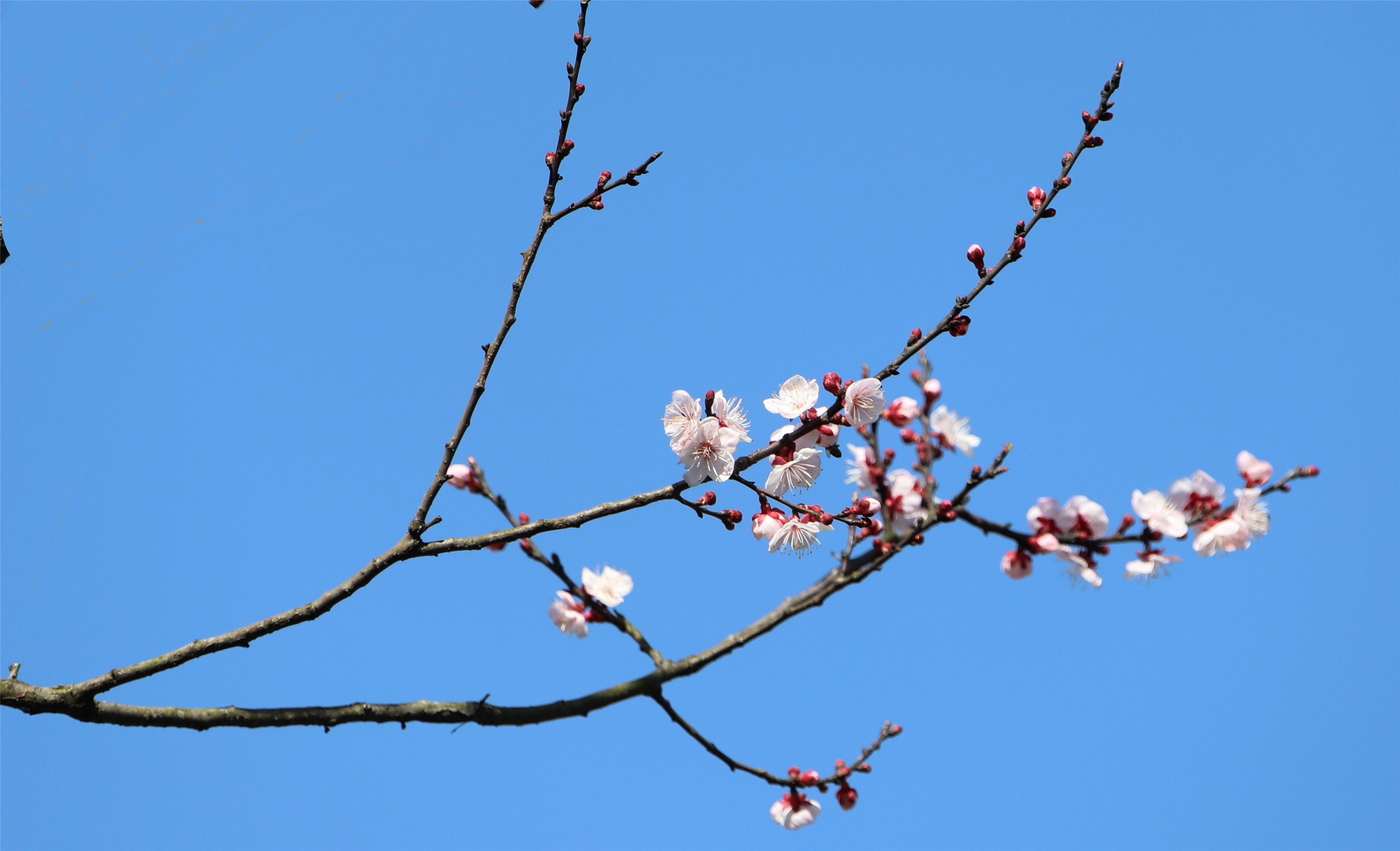 相约春季,梅李花开.唐·杜甫, 梅蕊腊前破,梅花年后多.