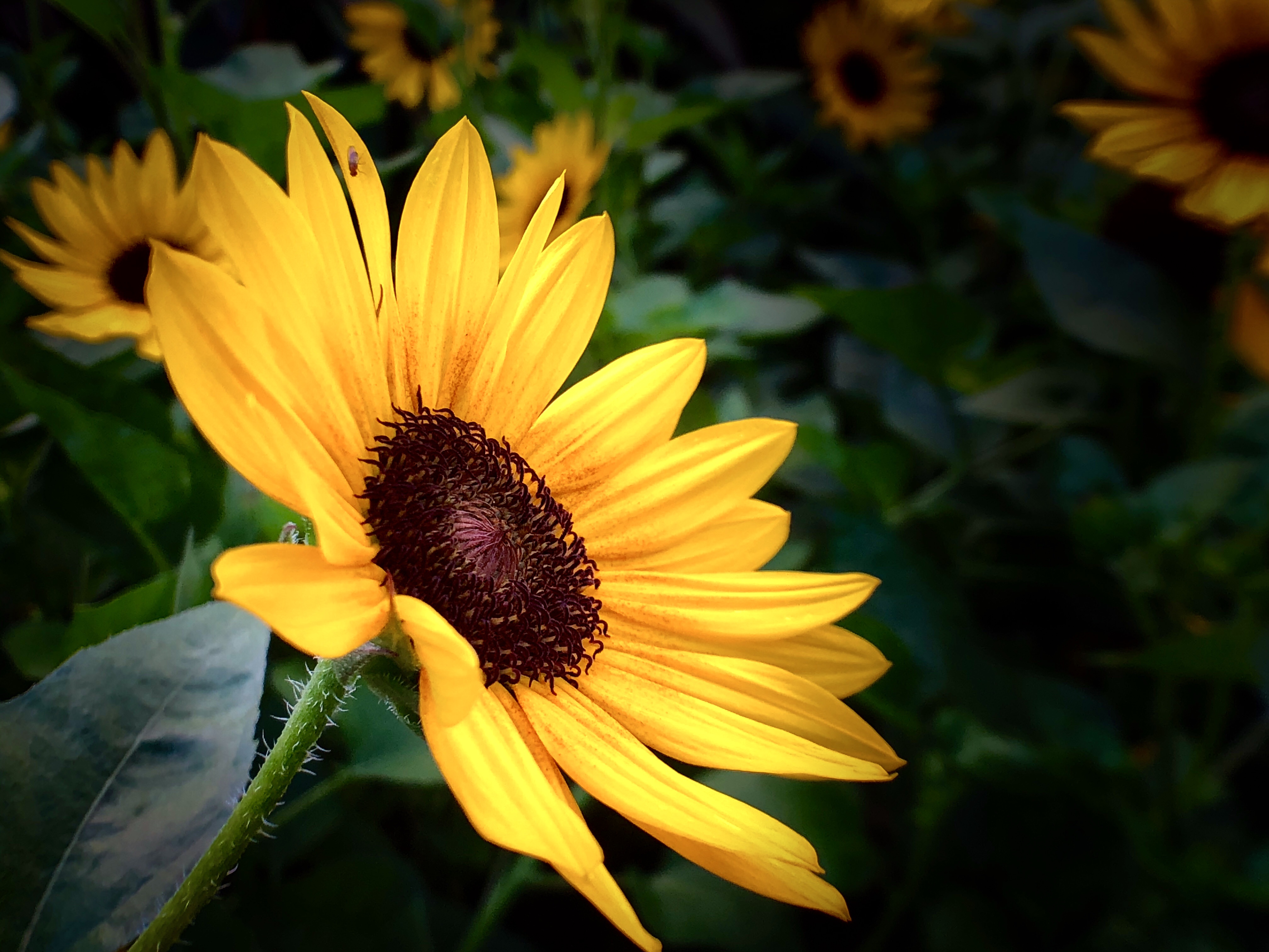 【摄影首发】朝阳花.12