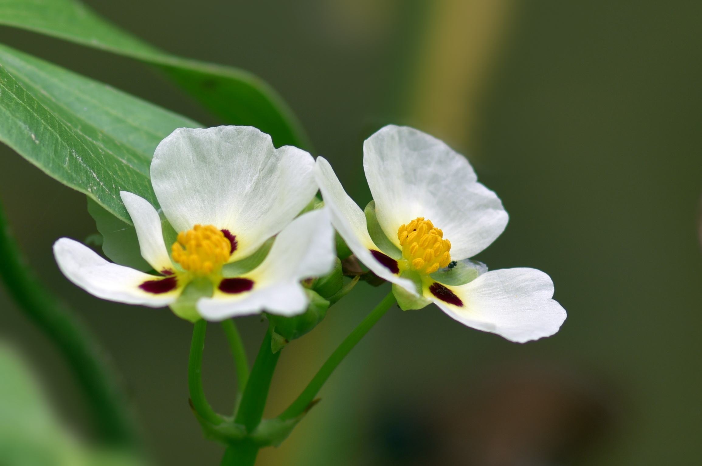 茨菰小花