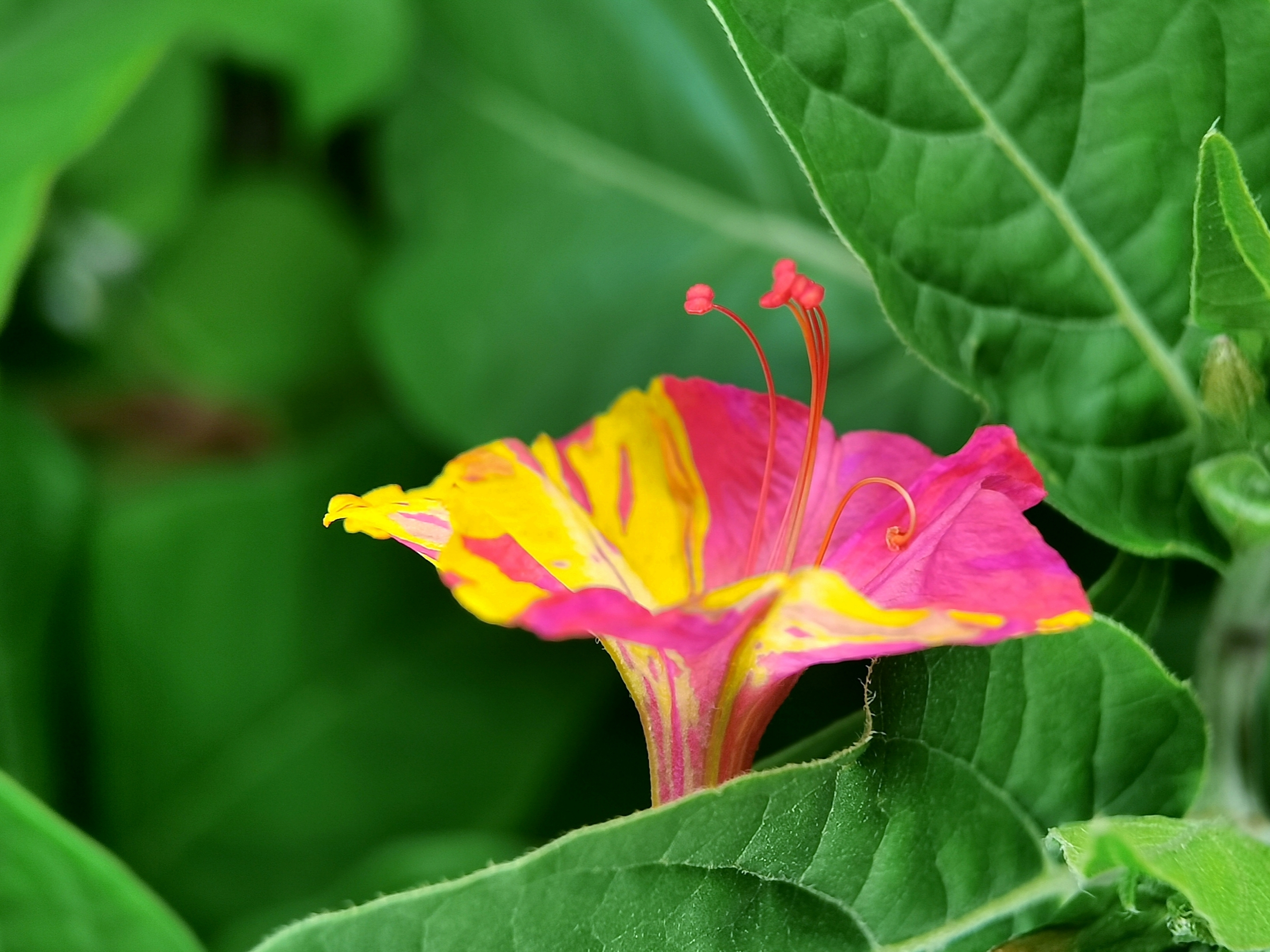 紫茉莉