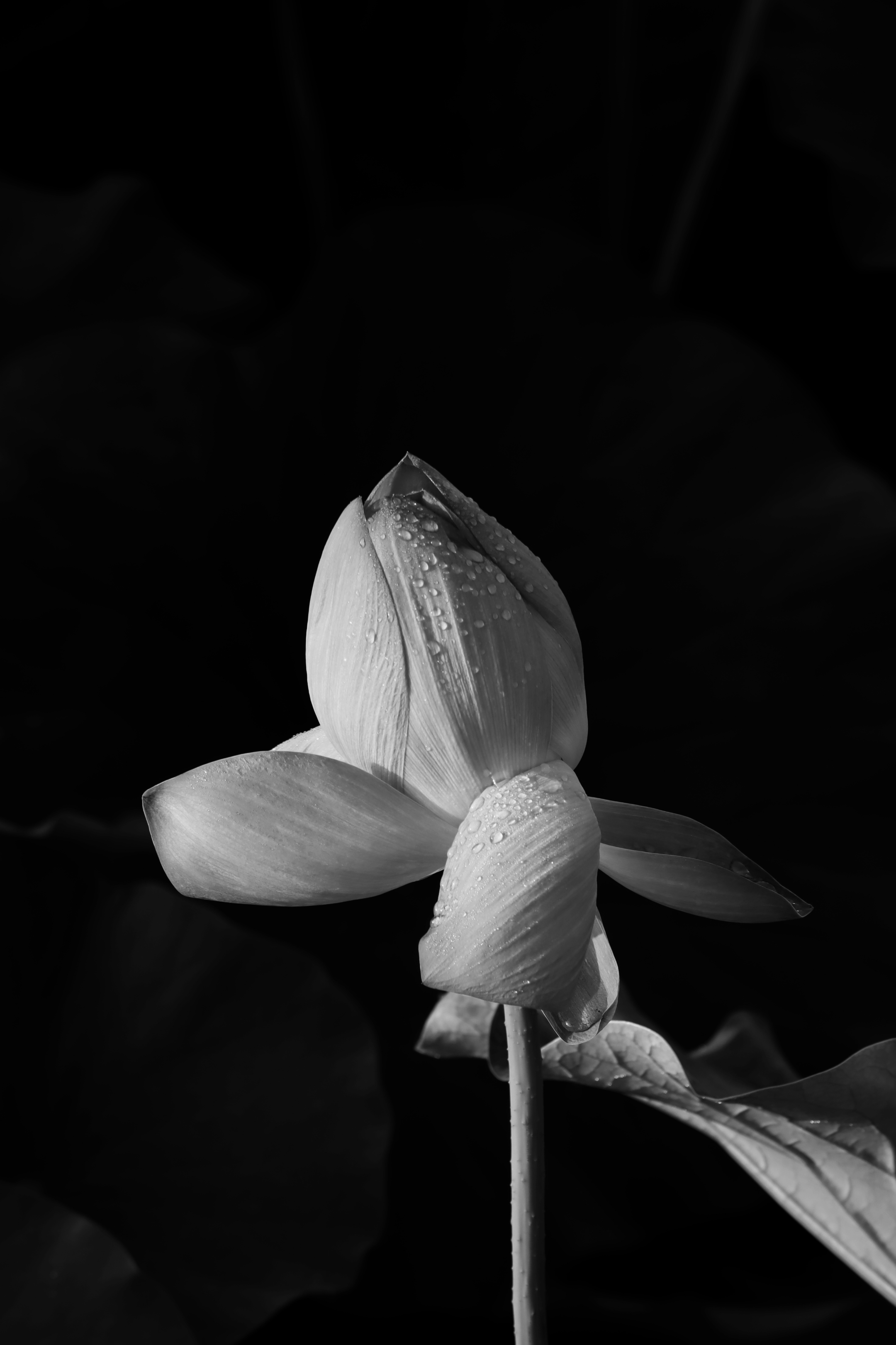 黑白照荷花《首友》