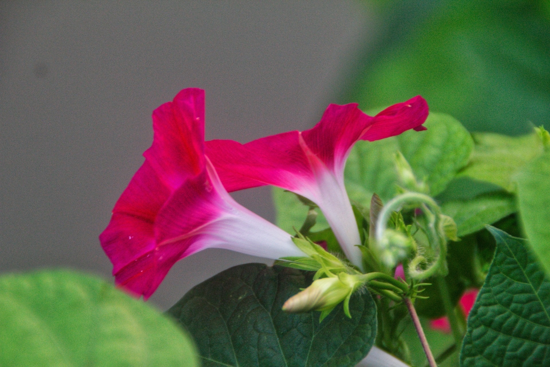 【首发】圆叶牵牛花