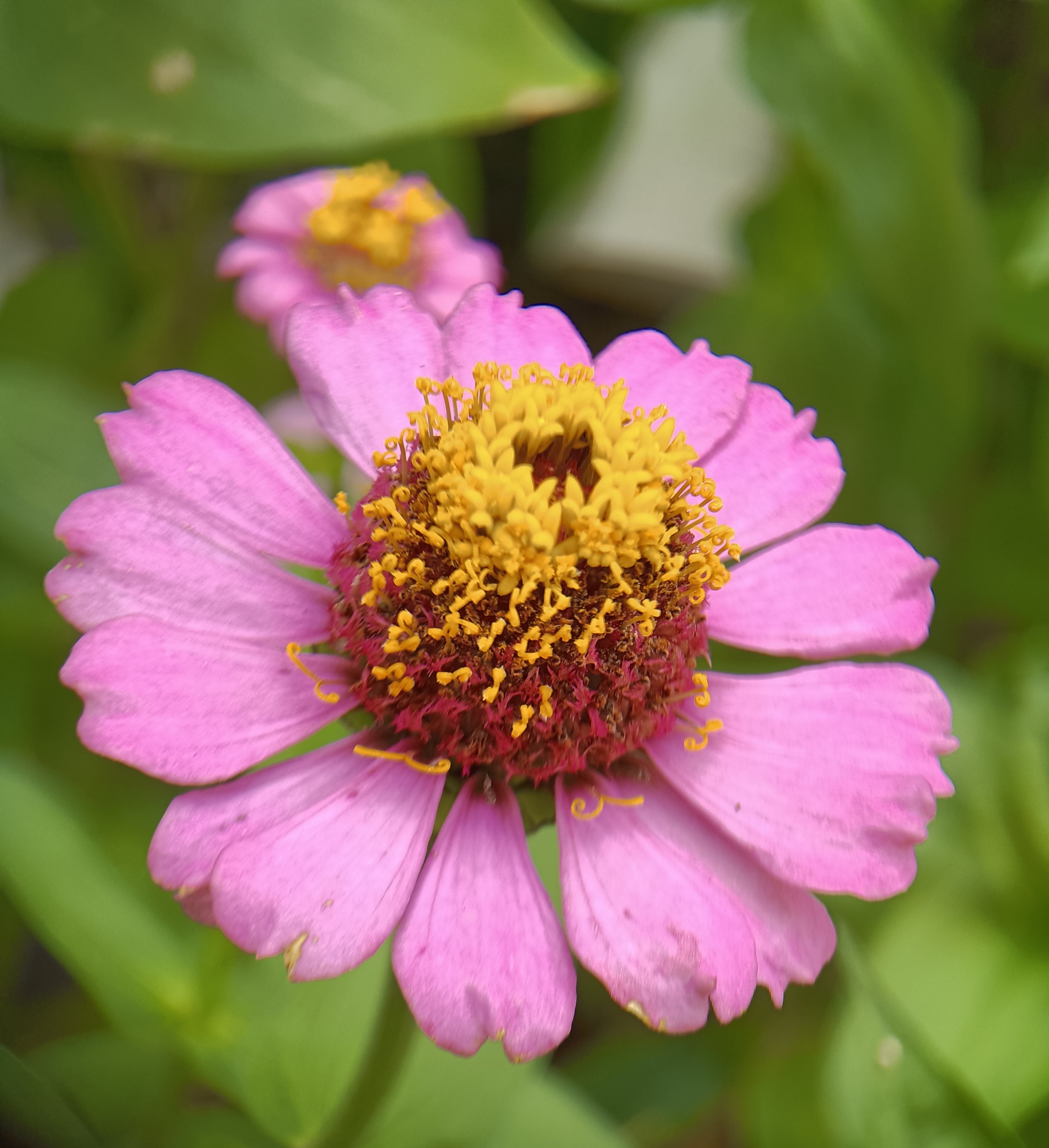 百日菊【首发】