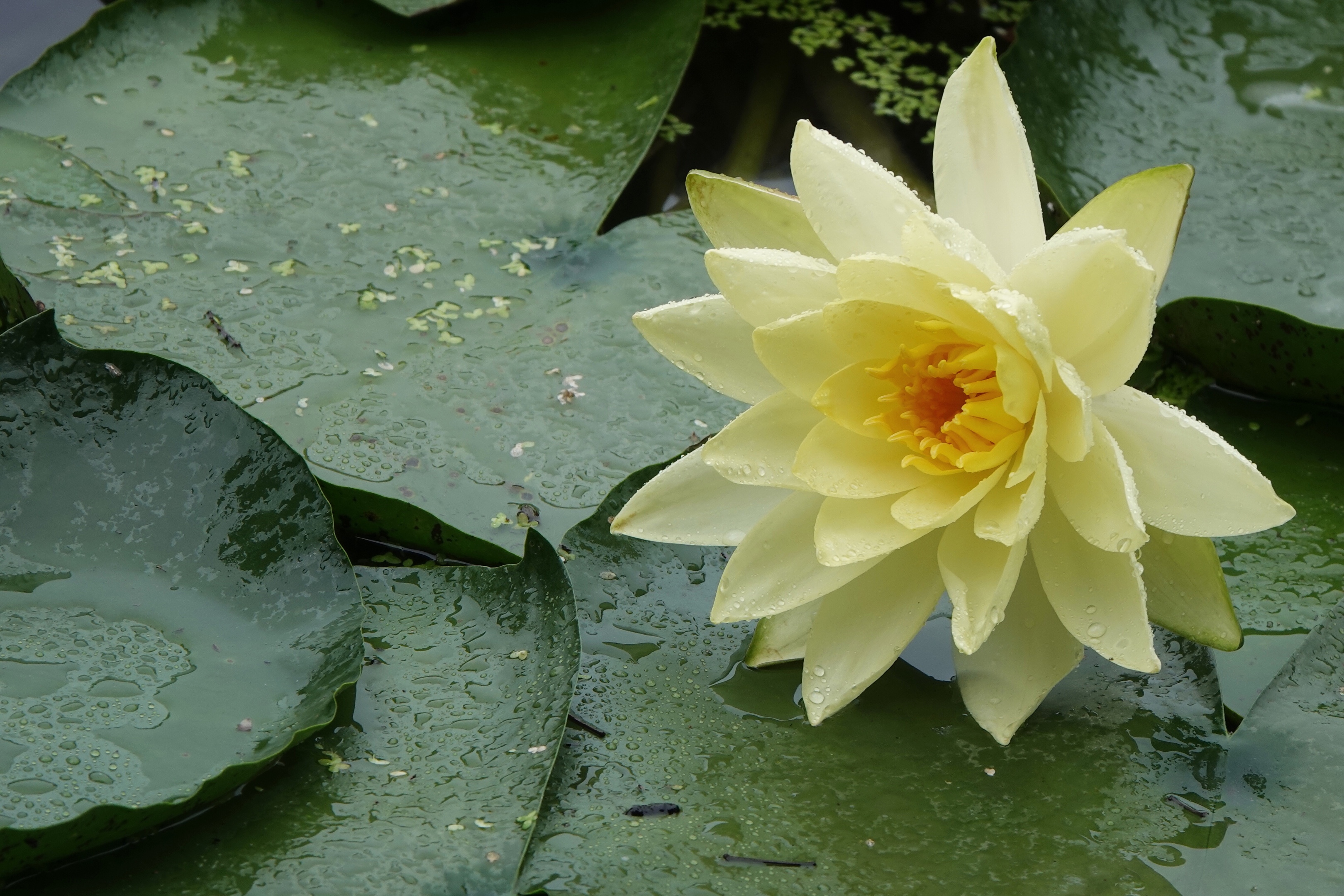 【首发】最美睡莲花正艳