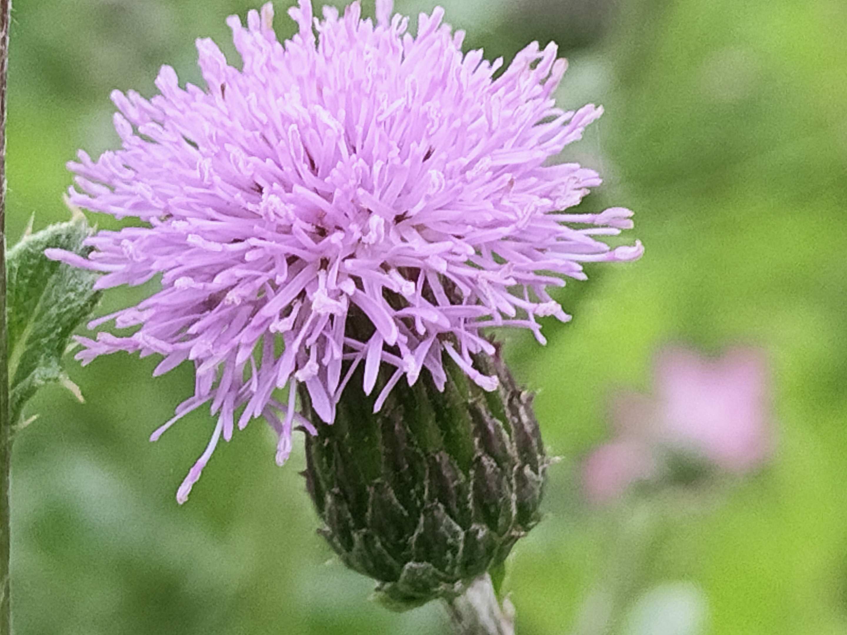 刺兒菜,原名小薊草,屬菊科多年生草本.