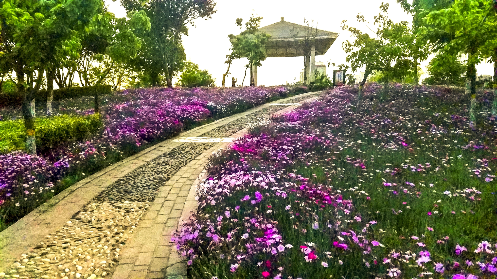甘棠公园百花齐放争奇斗艳