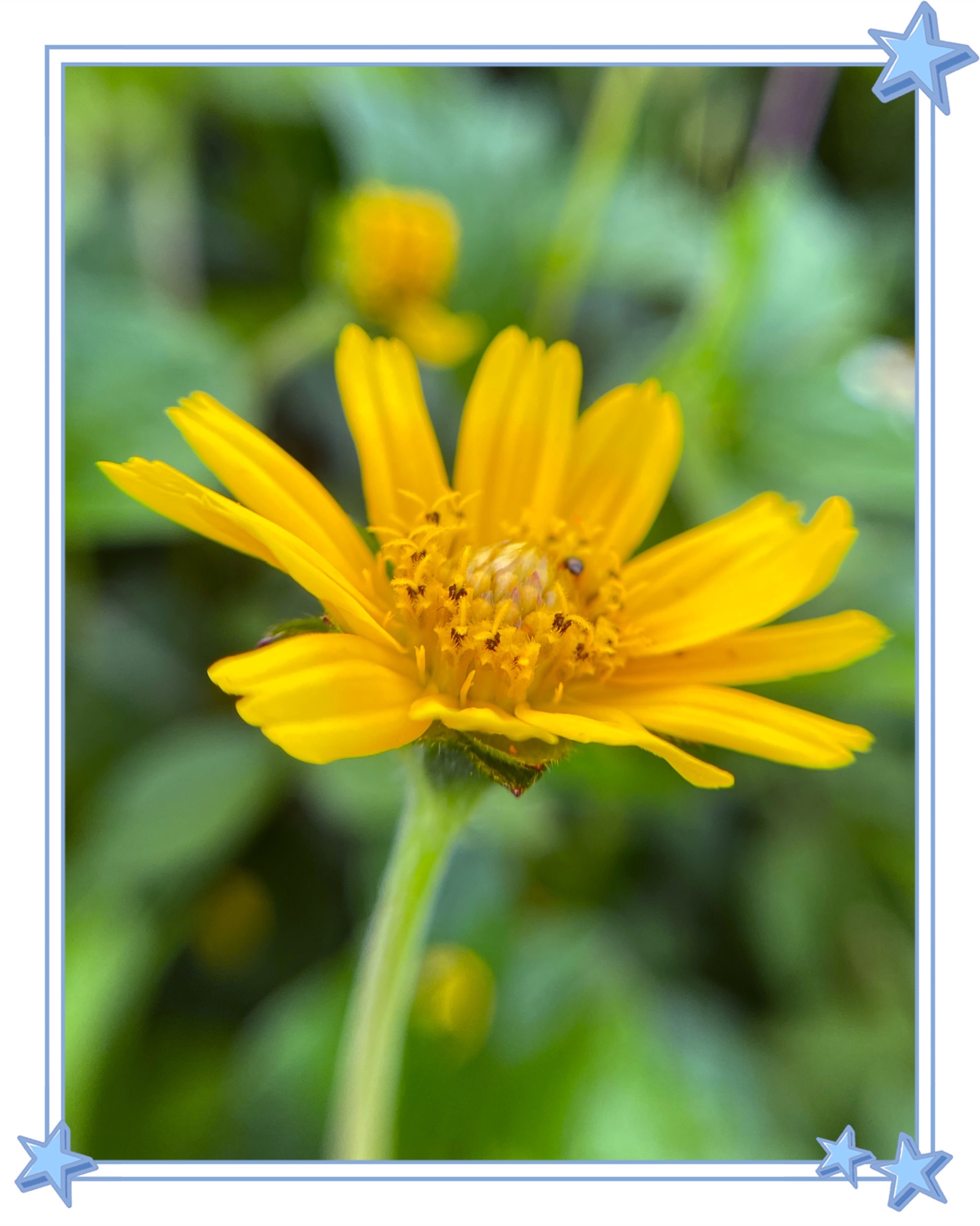 蟛蜞菊照片图片