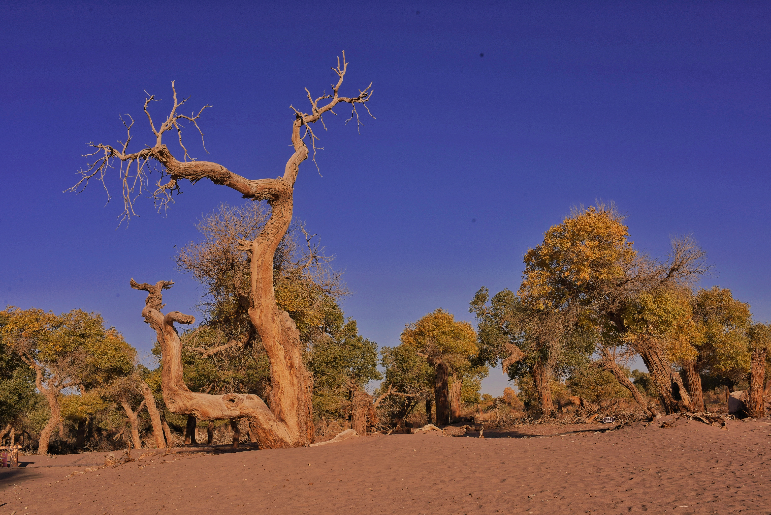大漠胡杨(首发)