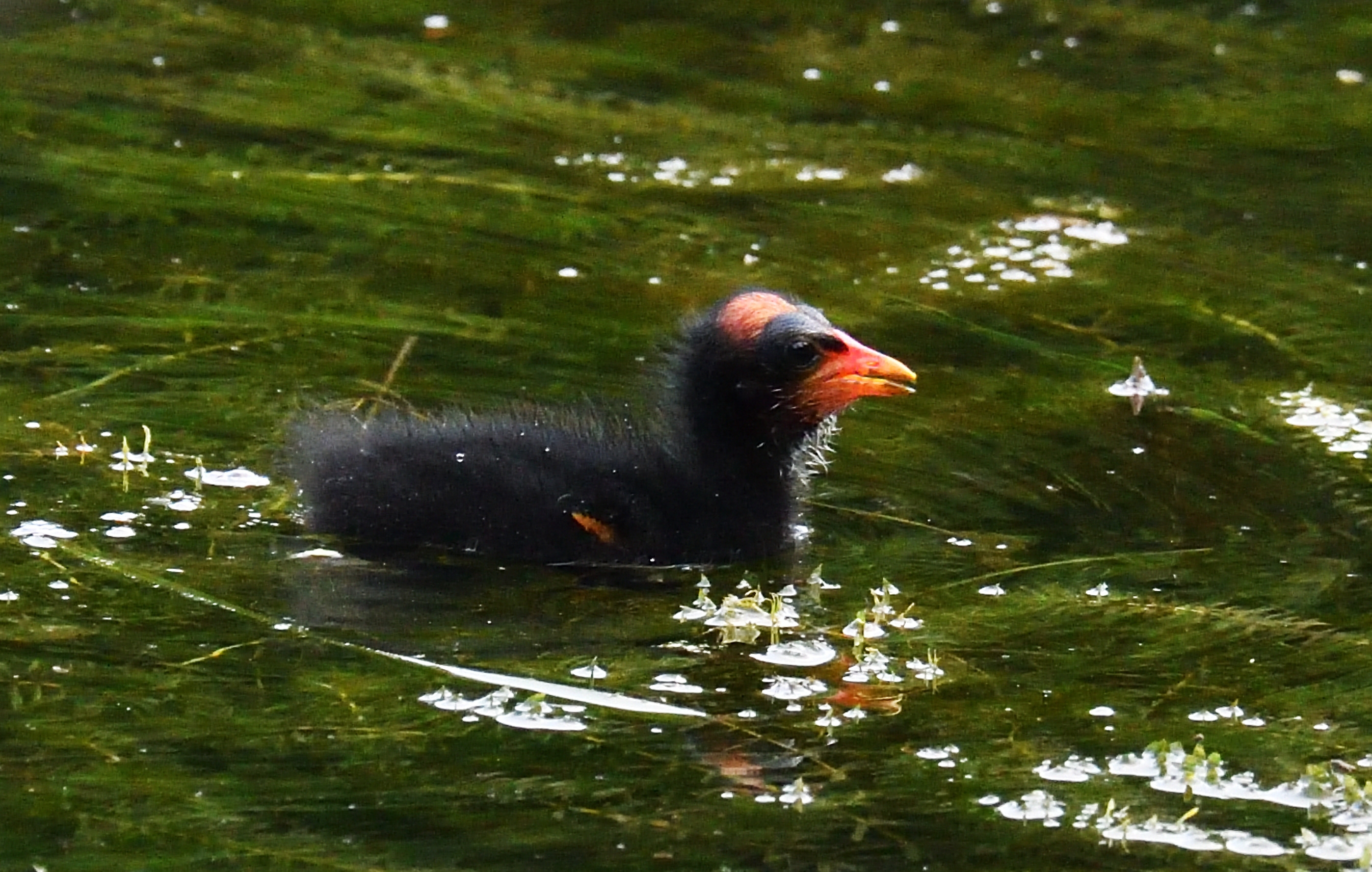 黑水鸡喂仔记录
