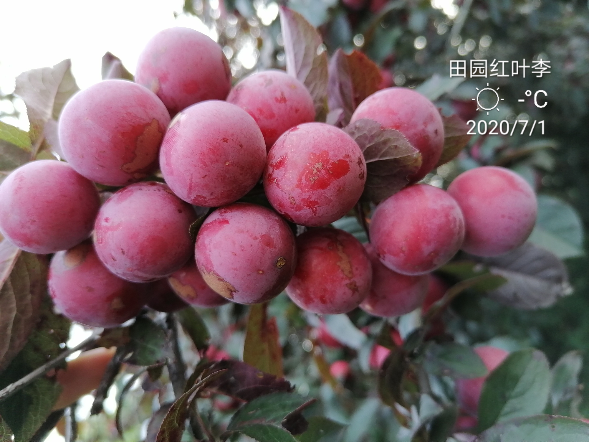 紫叶李熟了