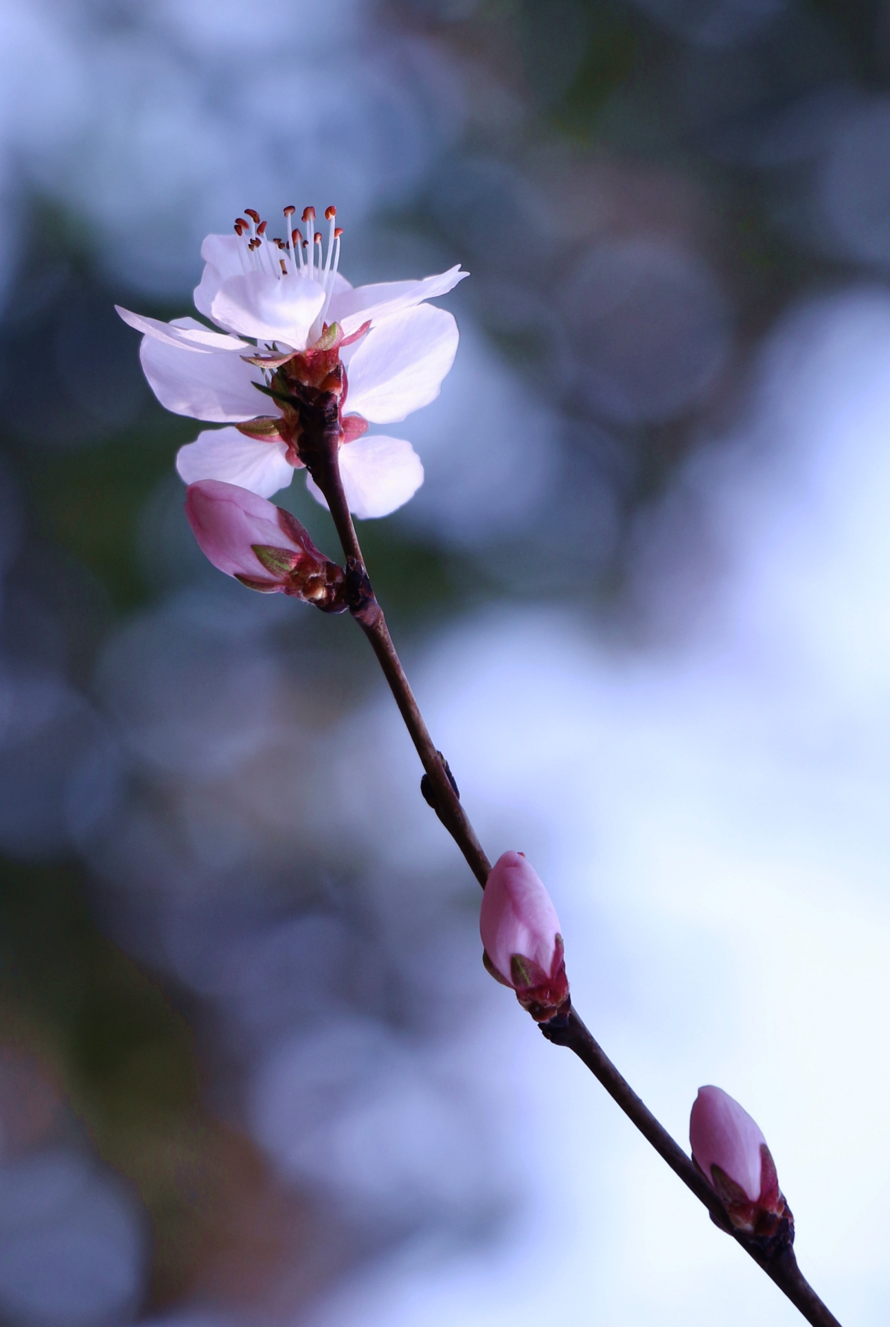 杏花雨楊柳風