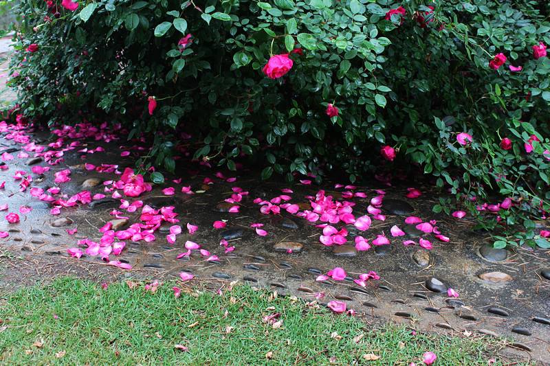 秋水伊人朗诵一地落花