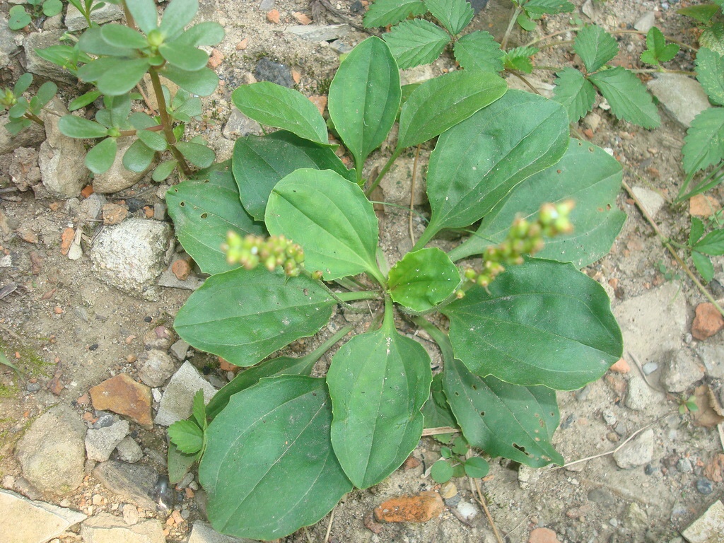 桃源湖山野菜一一康养基地药食同源研究一