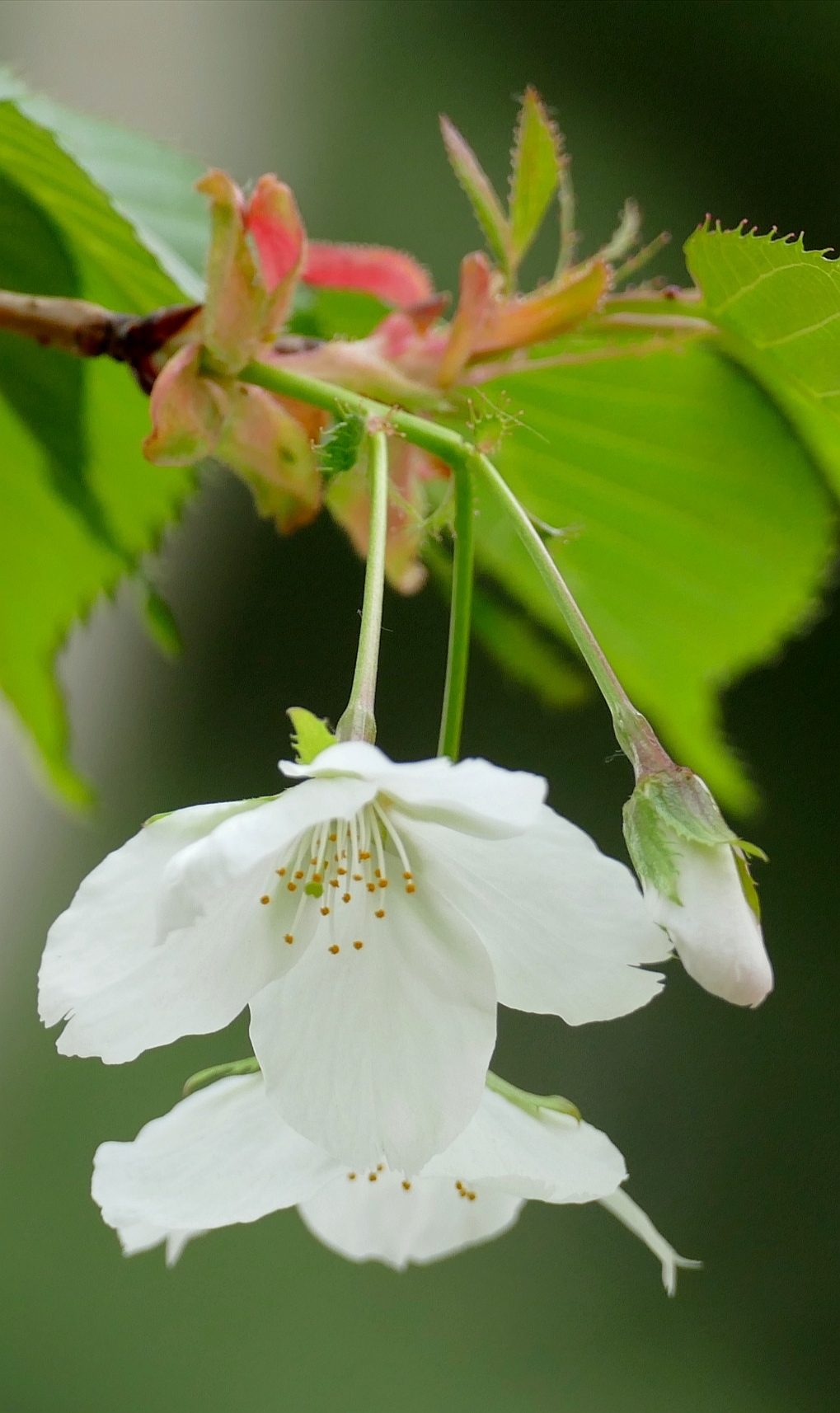 深春四月,姹紫嫣红花满枝,绿柳烟波万木青.