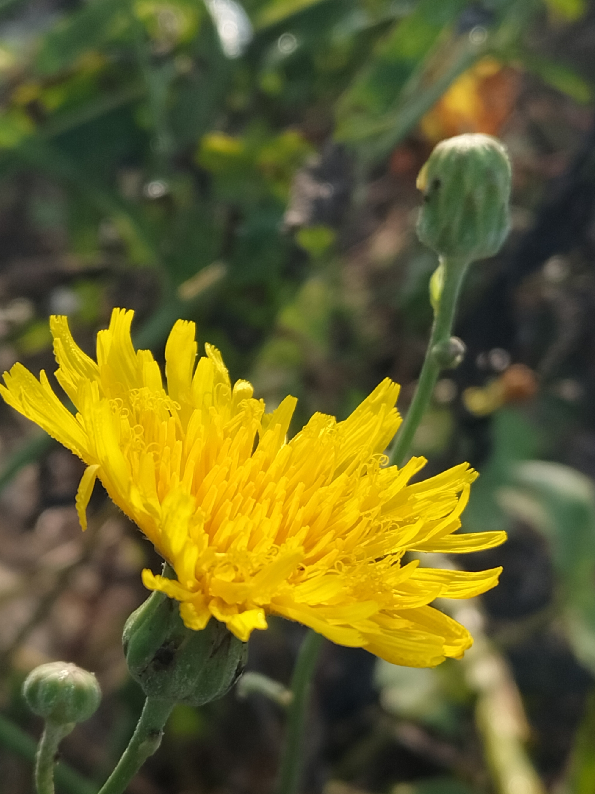 苦菊开花图片