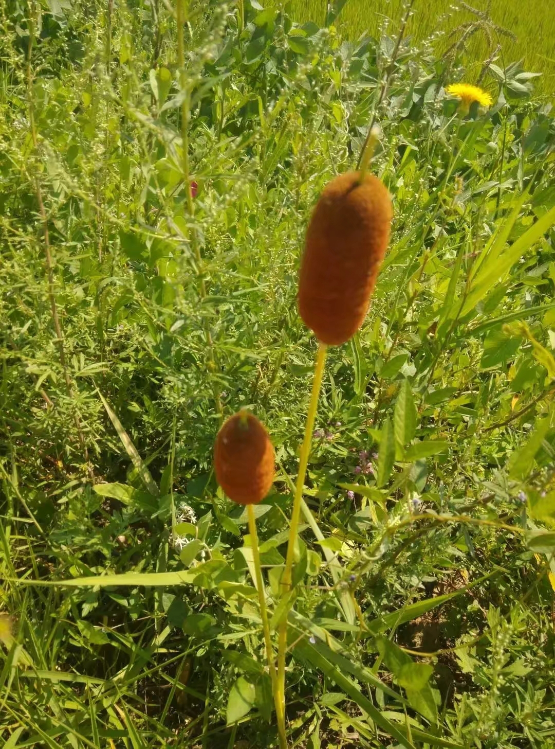 甜玉米莜面窝窝杏和李子牛腿瓜冬瓜土豆苗凉拌杨树叶山丹丹花开红艳艳