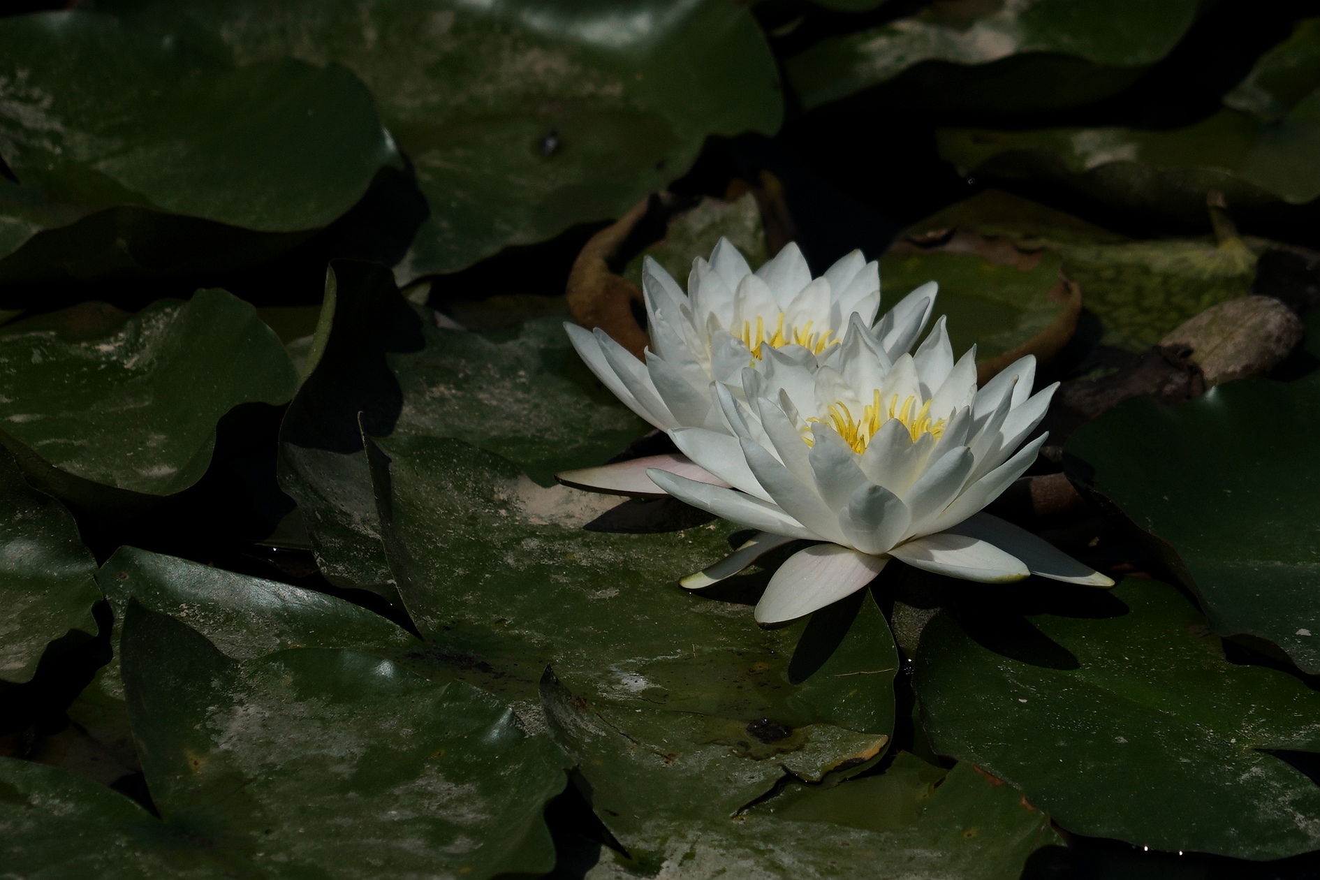 冰清玉洁水中仙