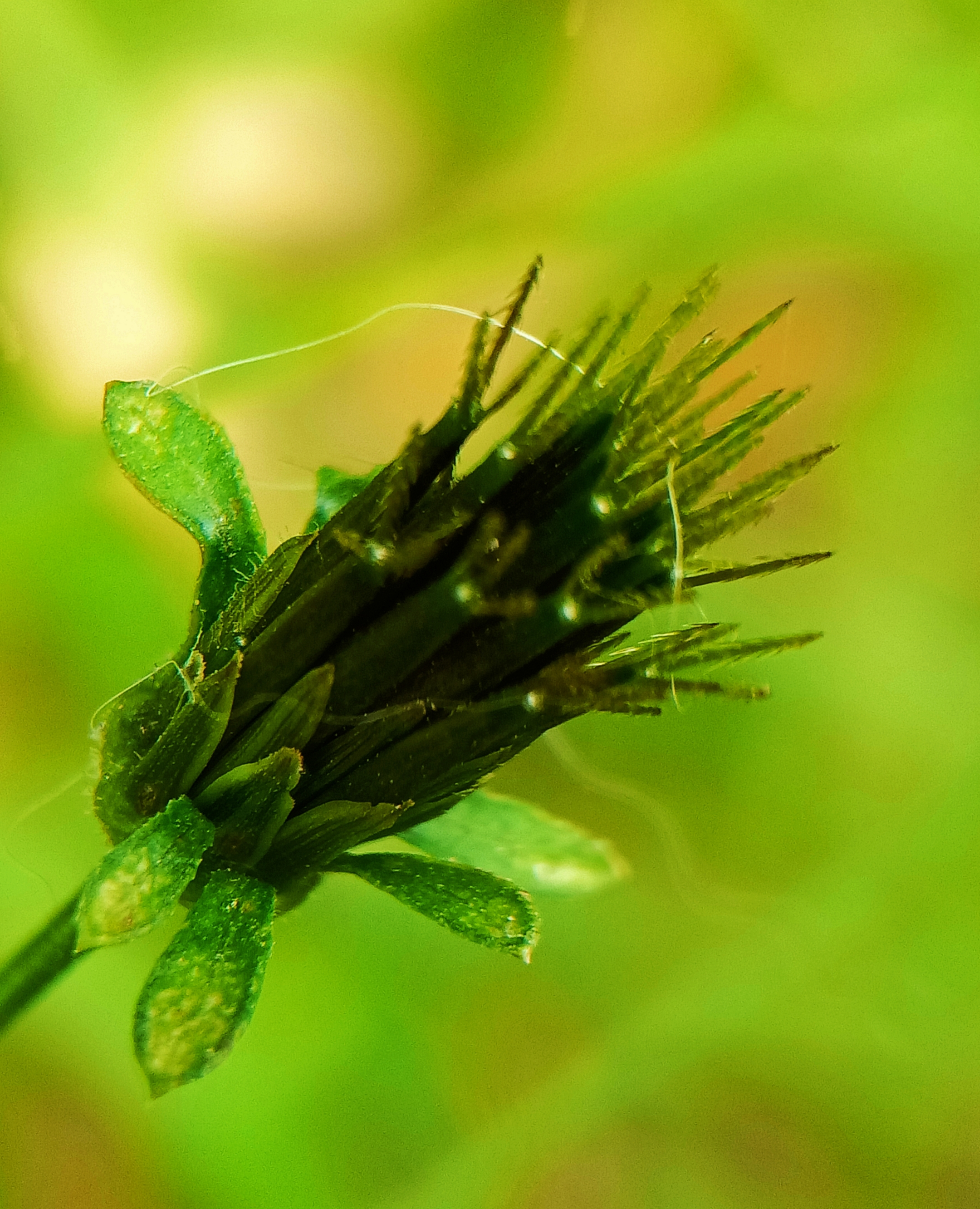 鬼针草营养价值高,对身体有许多益处,包括能降低胆固醇,降血压,降低血