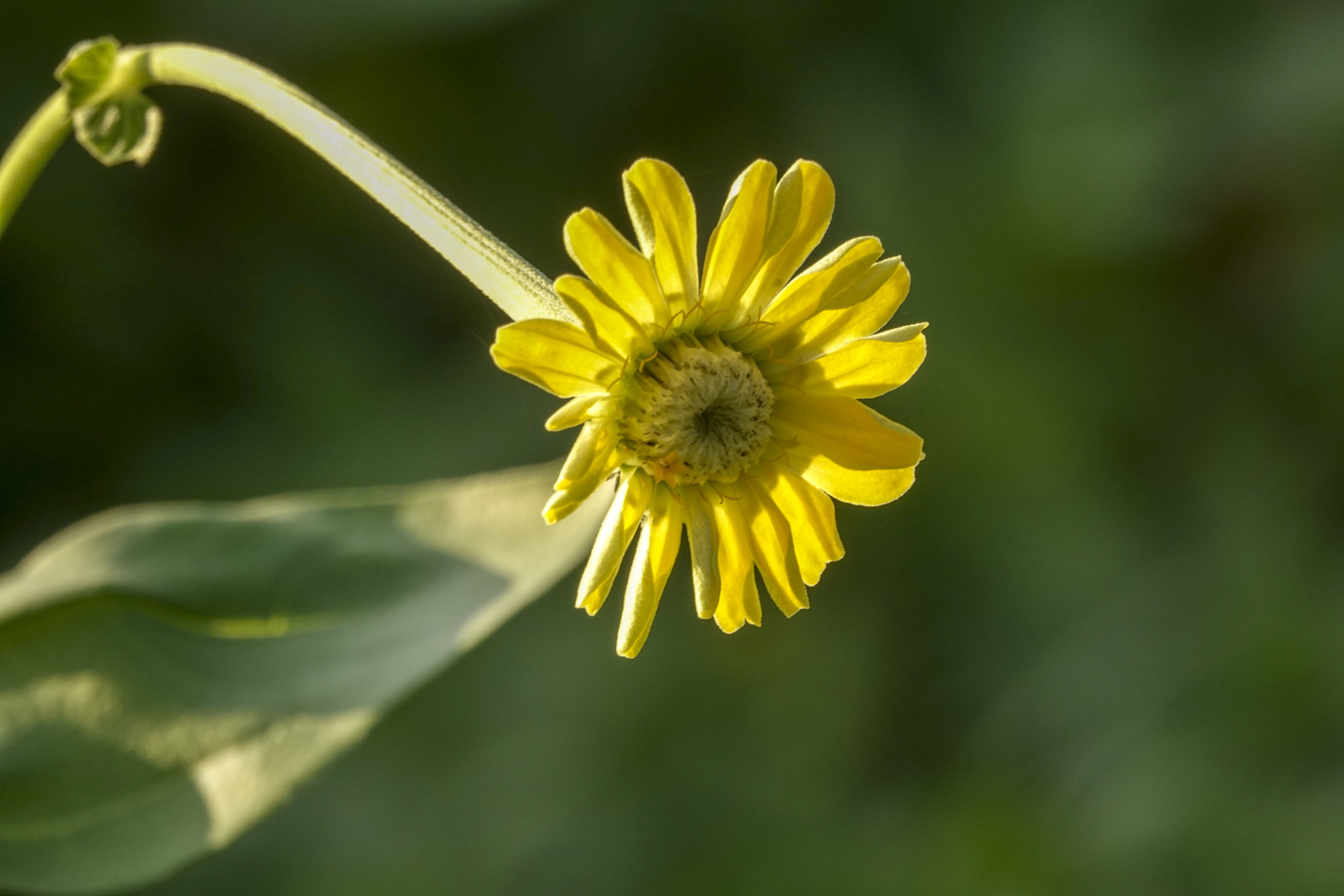 【首发】百日菊(11)
