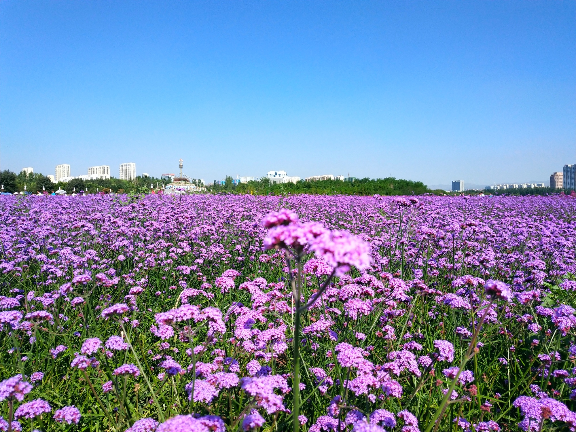 赛汗塔拉初秋的花海薰衣草