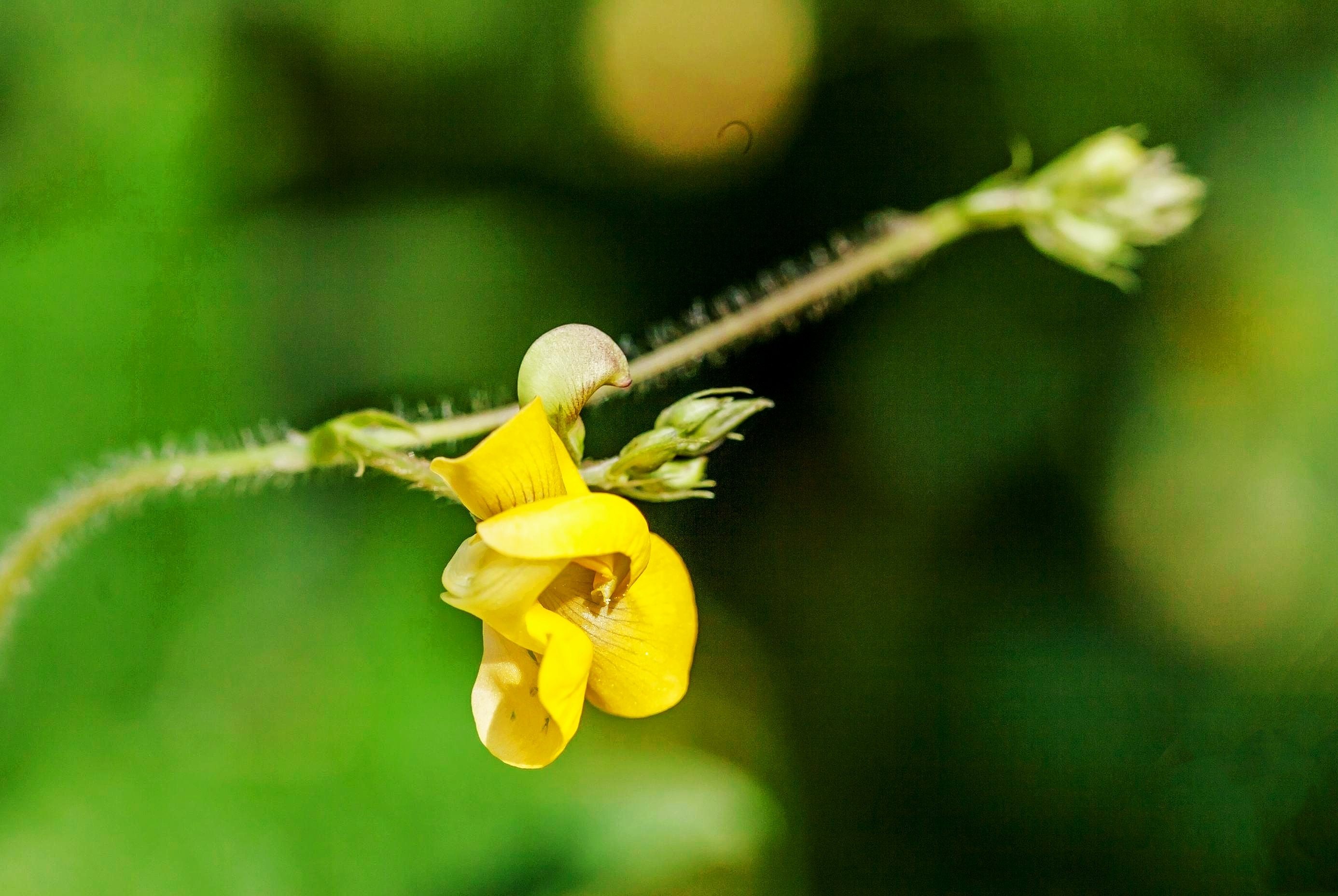 《首发》赤小豆花